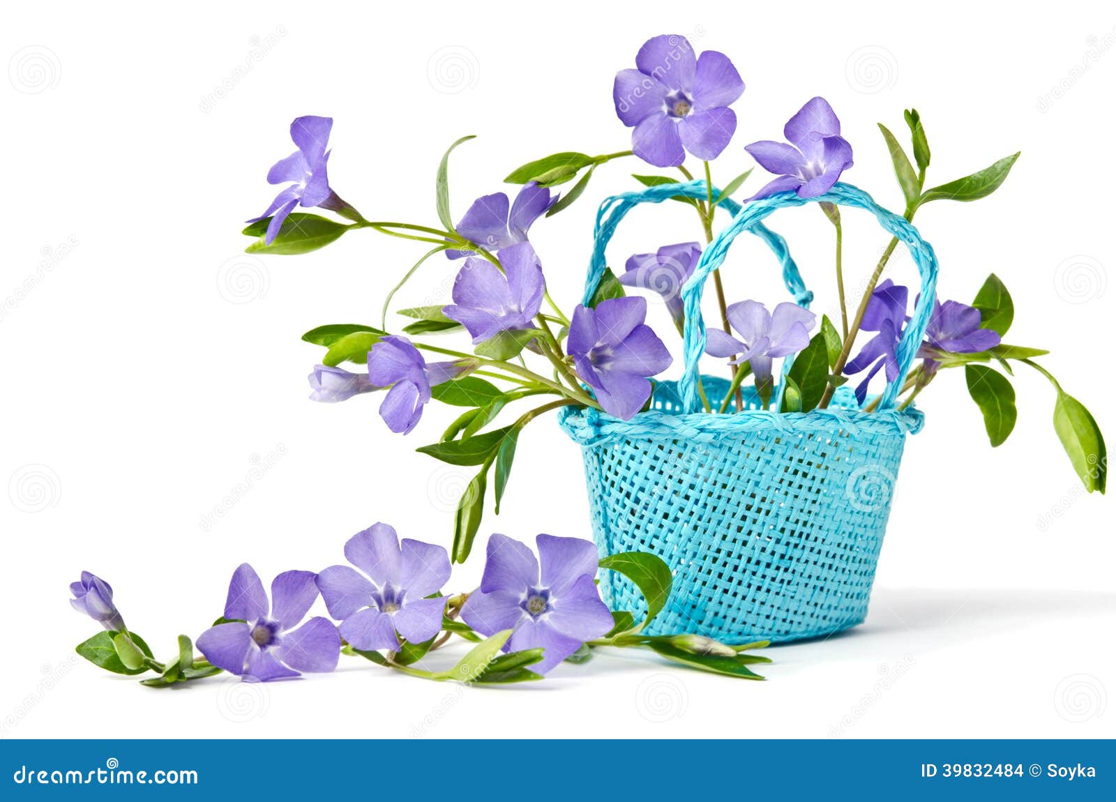 Blue Basket with Periwinkle Stock Photo Image of green, periwinkle