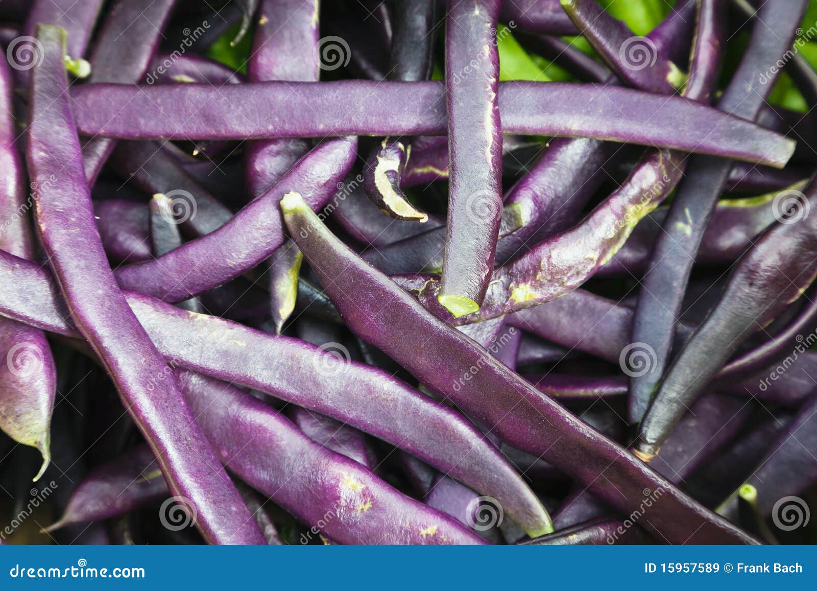 Blue beans stock image. Image of organic, harvest, summer 15957589