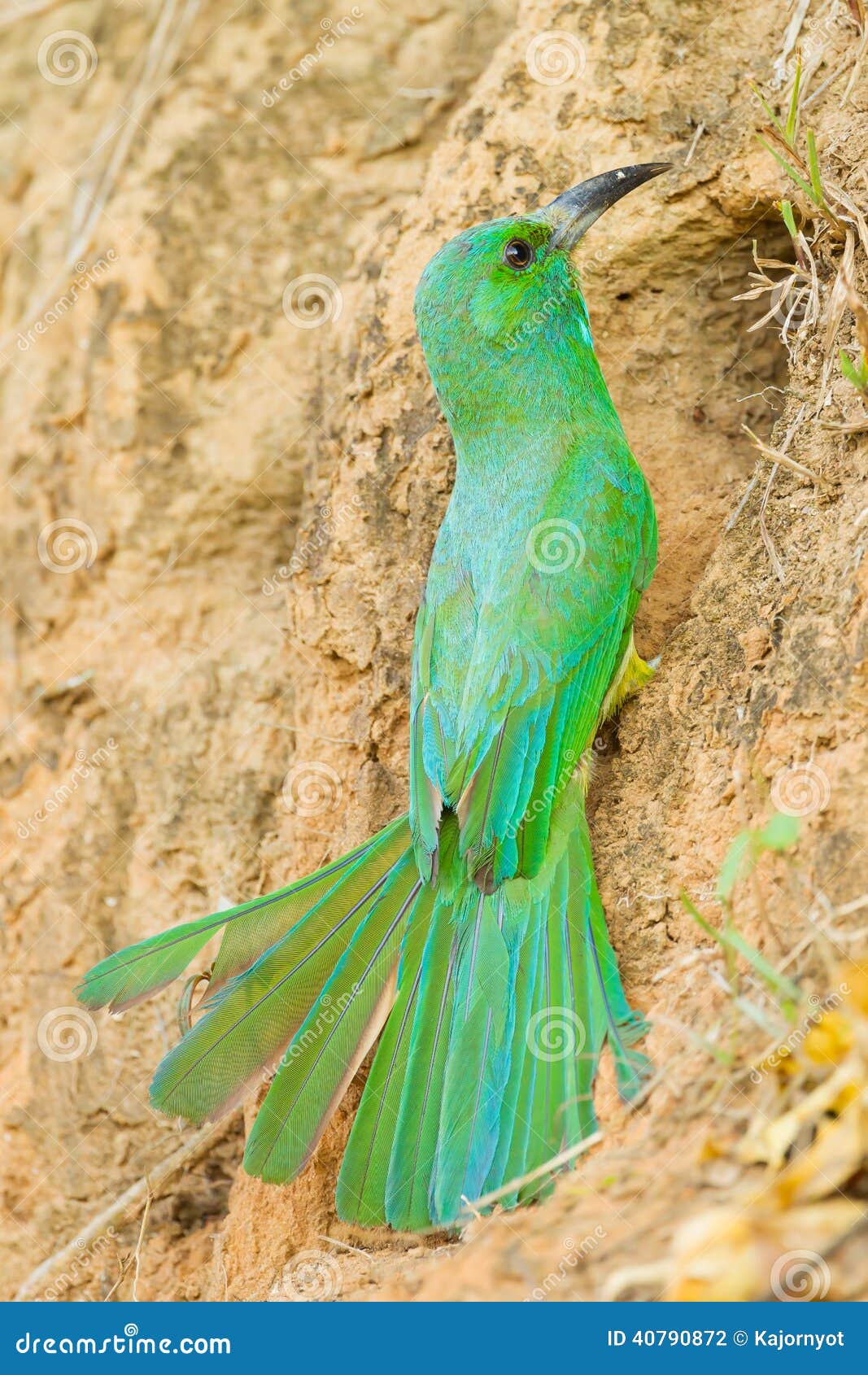 blue-bearded bee-eater