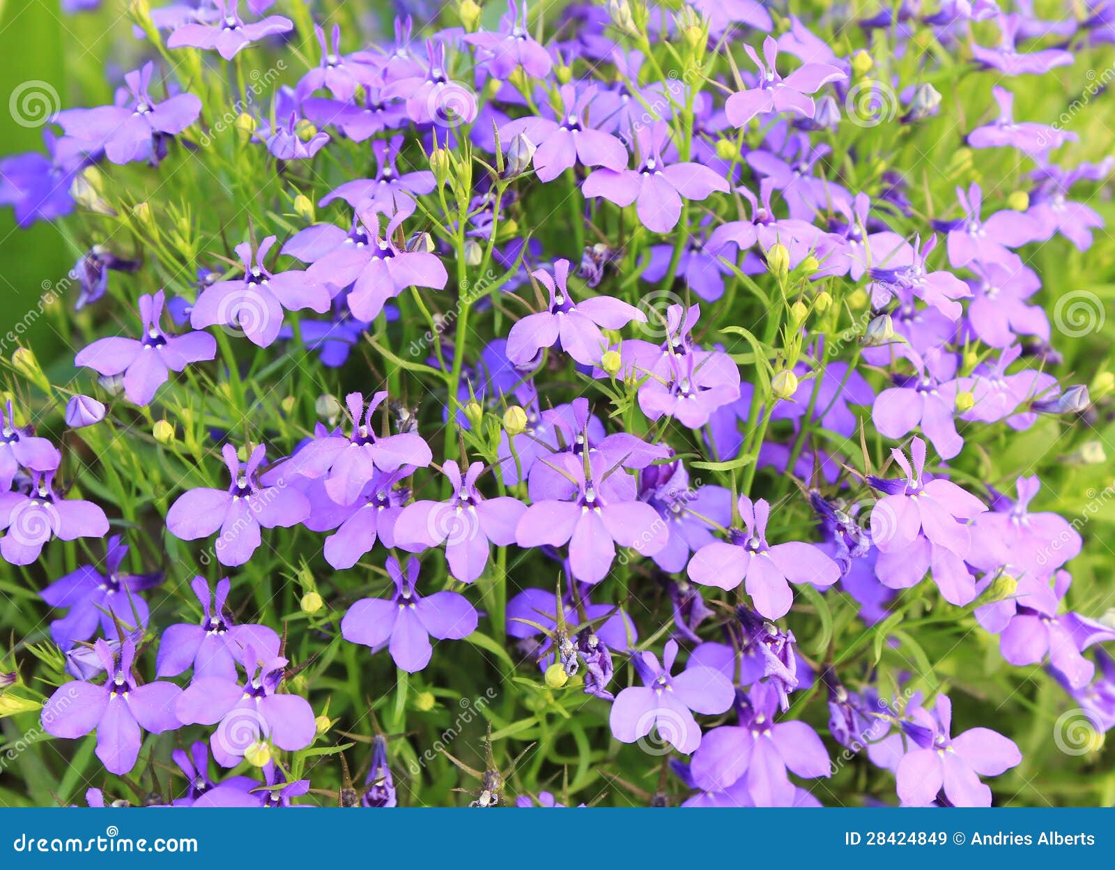 Blue Bell Beauty - Wild Flowers Stock Image - Image of emotions ...