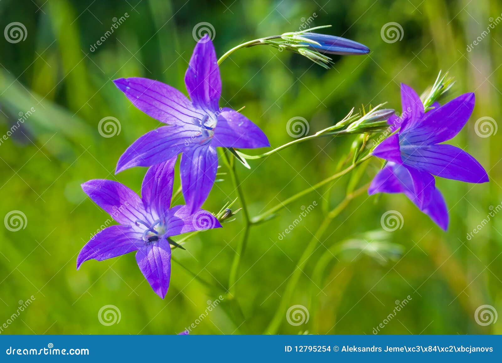 Blue bell flower stock photo. Image of blossom, botany 12795254