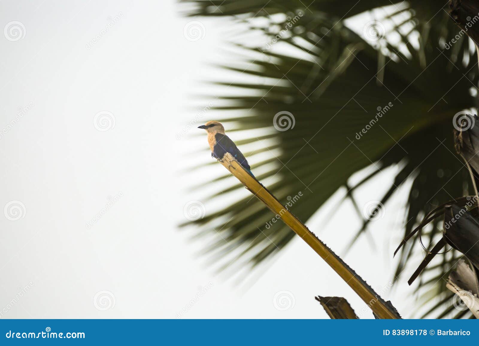 blue-bellied roller on a branch