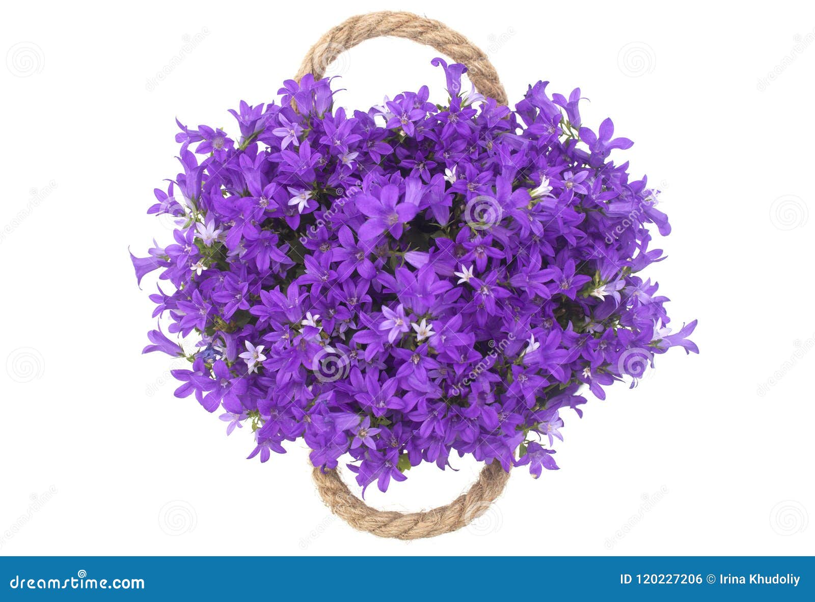 Blue bells stock photo. Image of bells, petals, garden 120227206