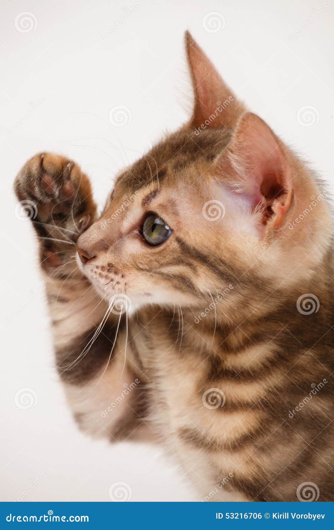 Blue Bengal Kitten stock photo. Image of curiosity, animal 53216706