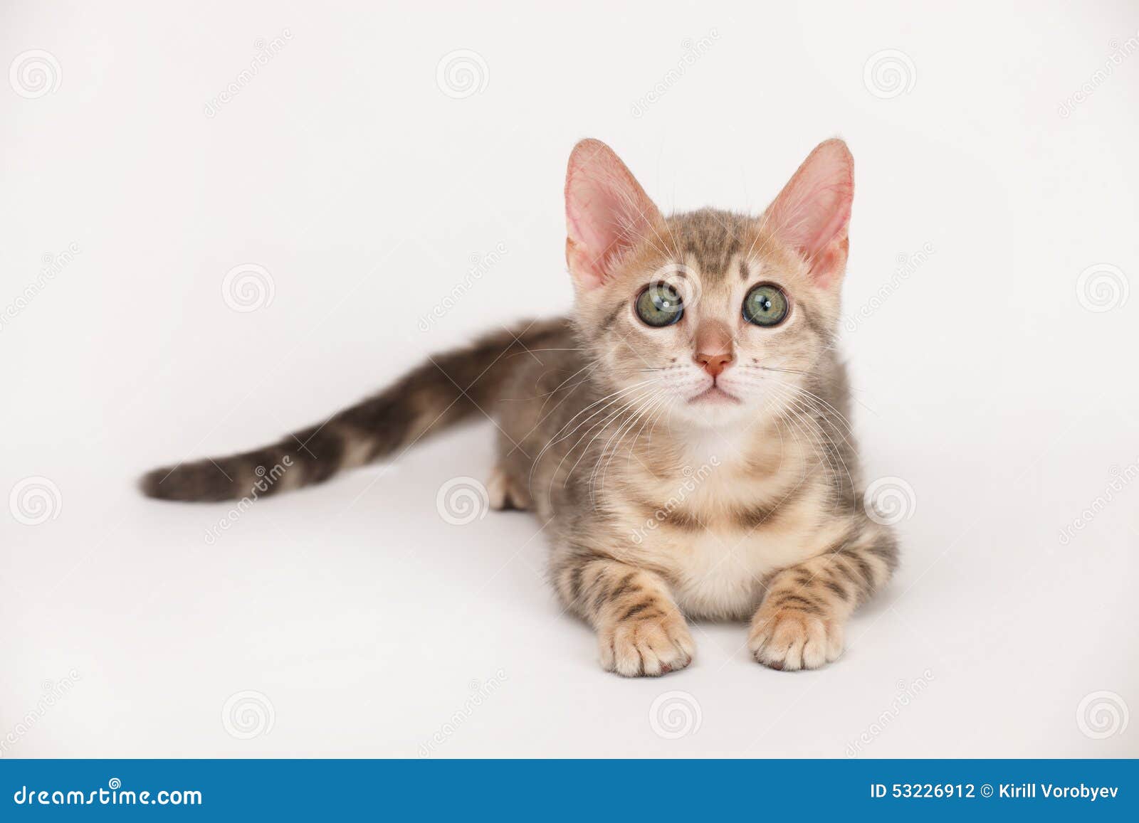 Blue Bengal Kitten stock photo. Image of blue, cuddly 53226912