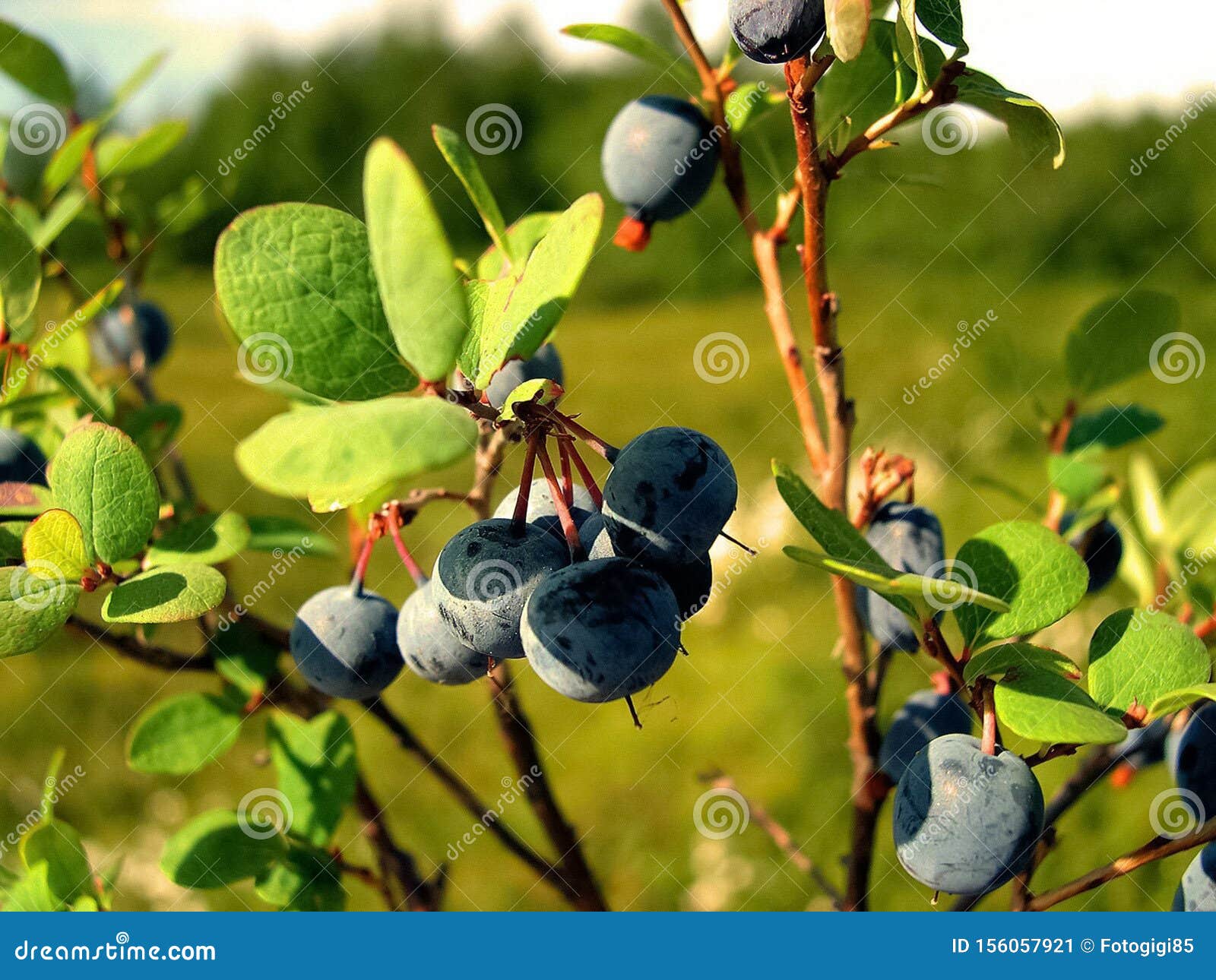 Blue Berries of Blueberries on the Bushes. Berries in Tundra Stock