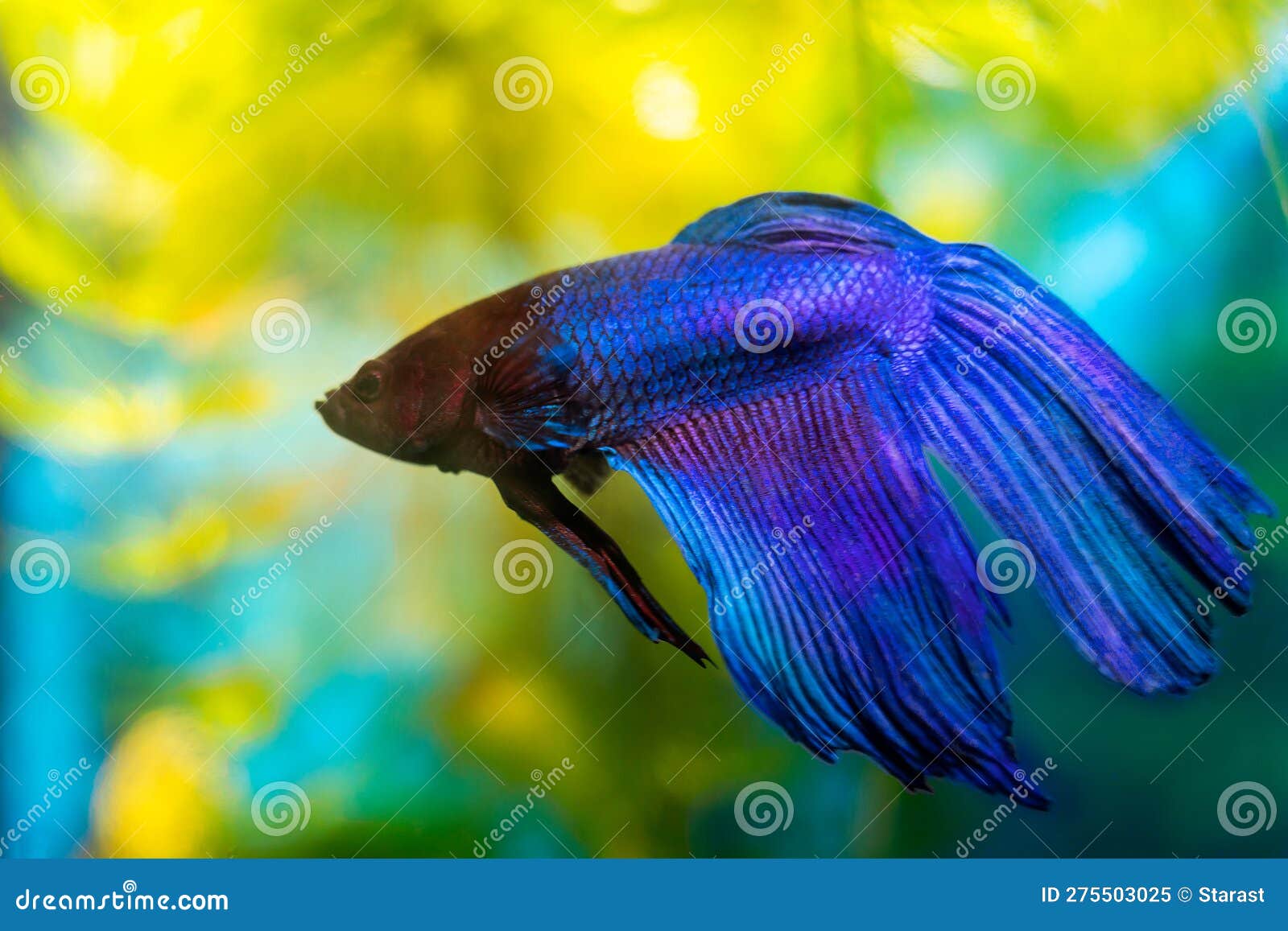 Blue Betta Fish Isolated On Black Background Stock Photography