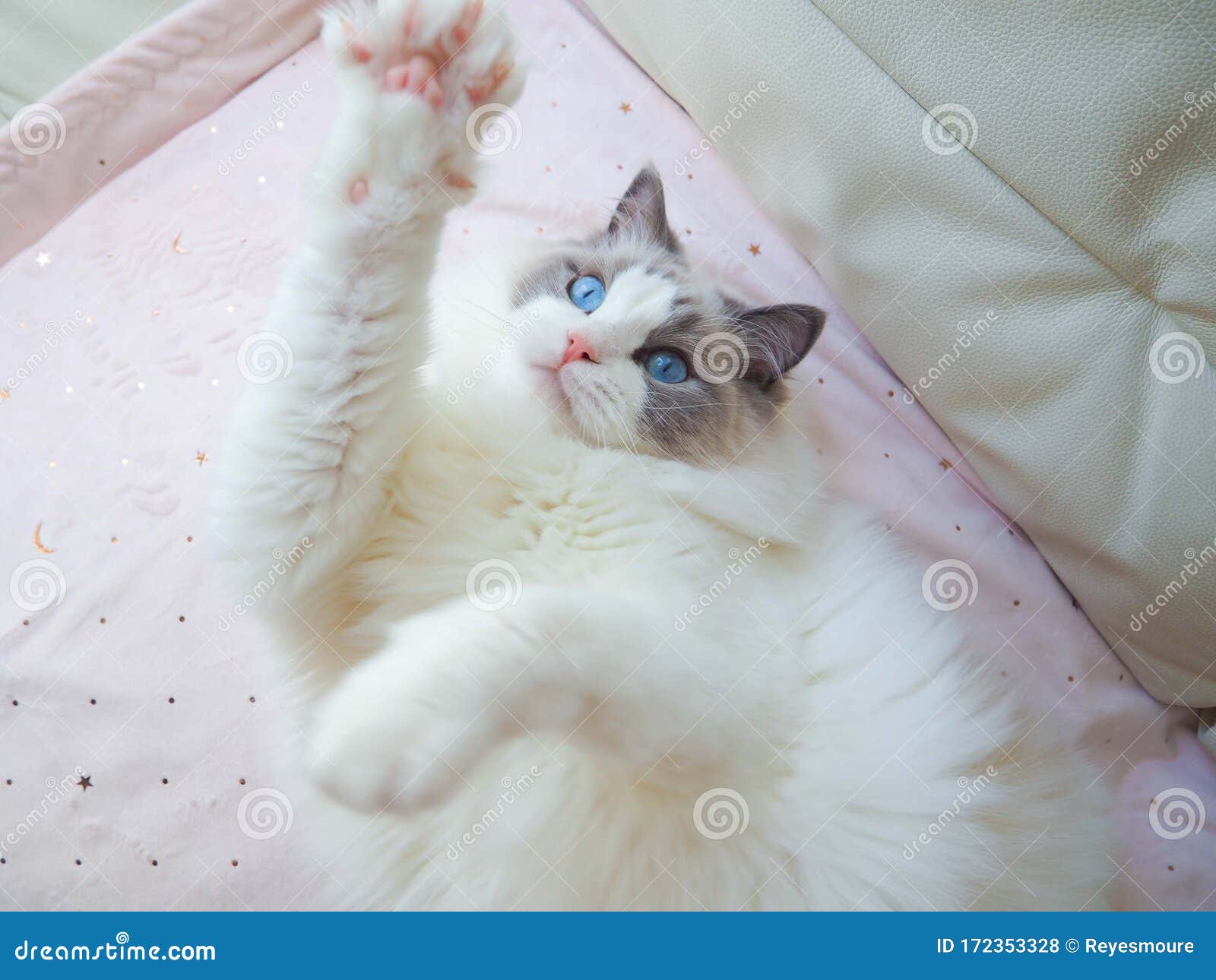 adorable ragdoll cat with pink paws.
