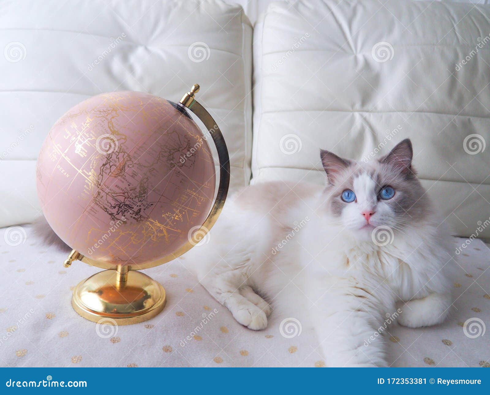 adorable ragdoll cat with earth globe.