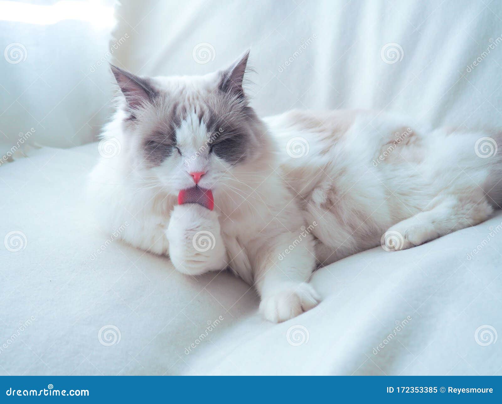 adorable ragdoll cat tongue out.