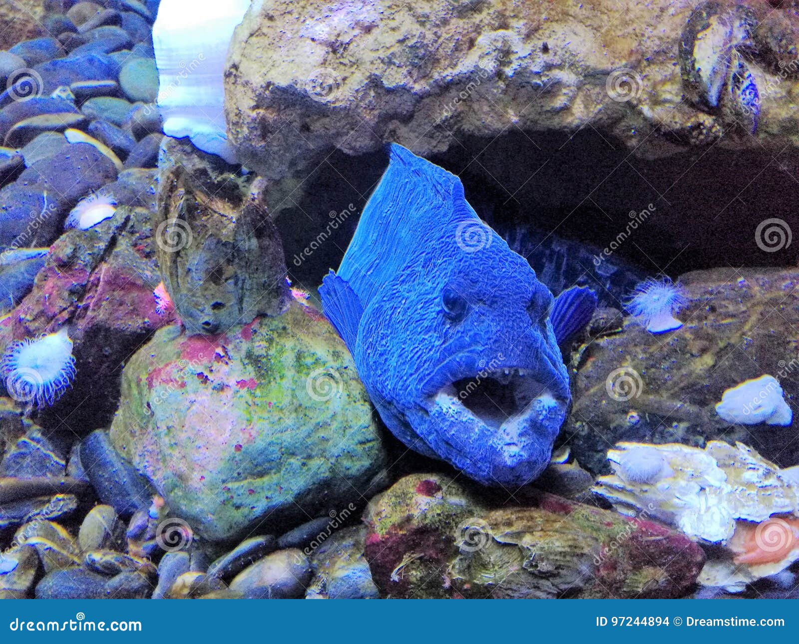 Blue Big Fish stock photo. Image of living, natural, habitat - 97244894