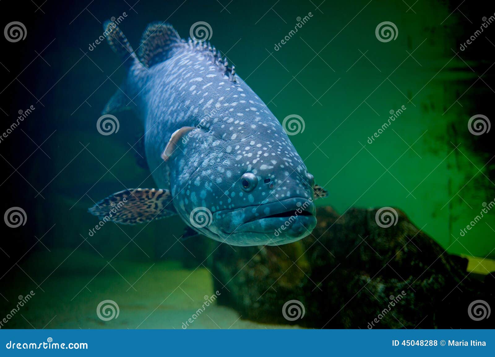 Blue big fish stock photo. Image of aquarium, fish, background - 45048288