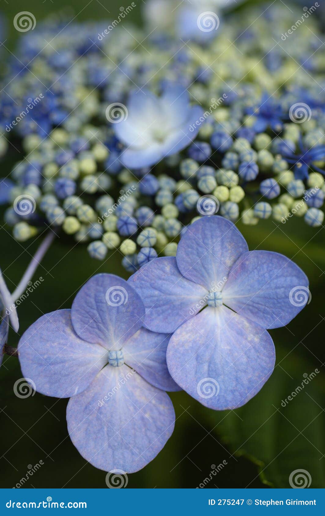 blue billow lacecap hydrangea