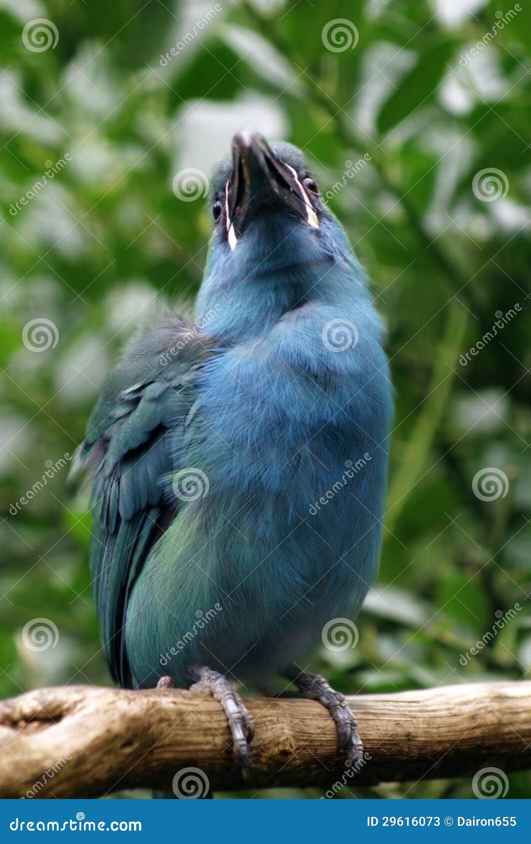 Blue bird stock image. Image of ornithology, blue, scrubjay 29616073