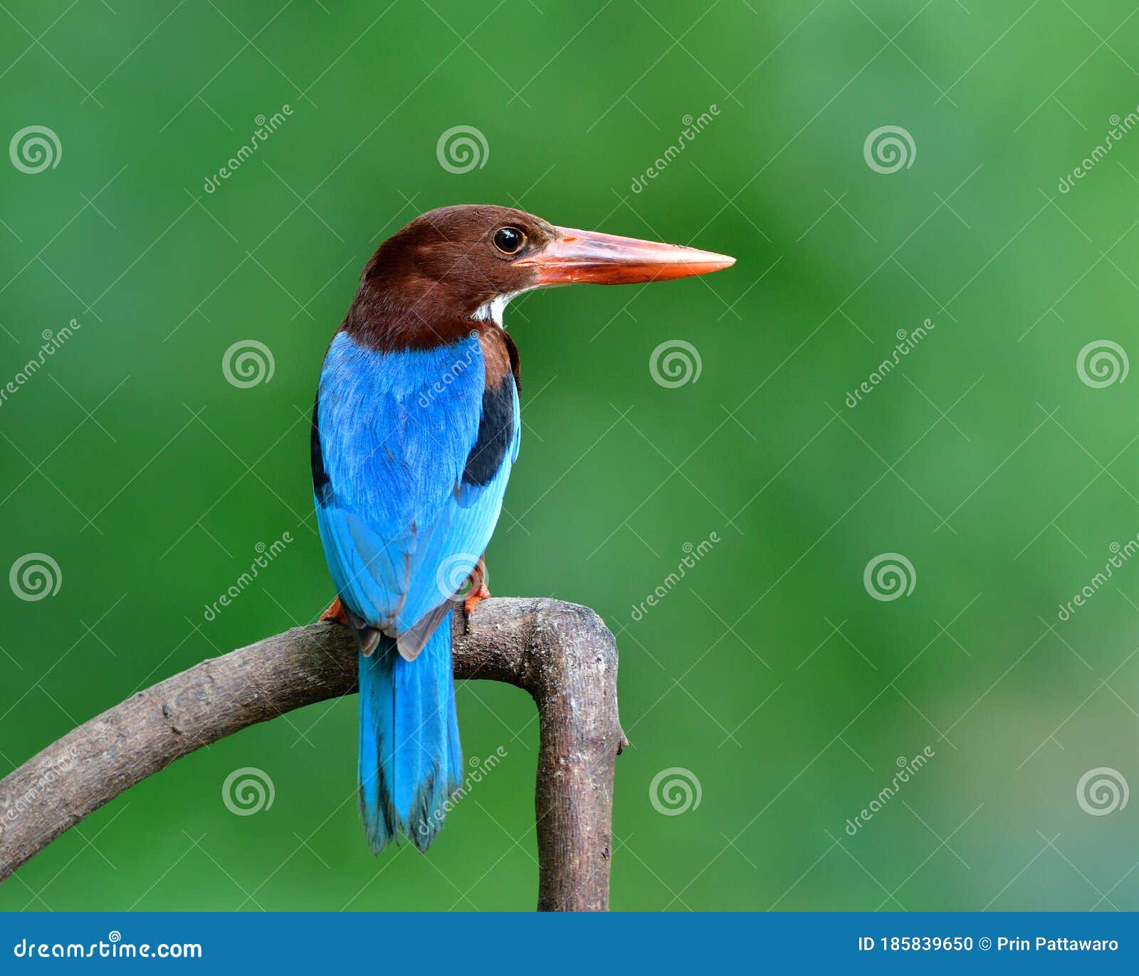 Blue Bird with Brown Head and Large Red Beaks Sharming Showing Its Beautiful Back Feathers in Soft Lighting, Thailand Wild Animal Stock Photo - Image of exotic, branch: 185839650 Blue Bird with Brown Head and Large Red Beaks Sharming Showing Its Beautiful Back Feathers in Soft Lighting, Thailand Wild Animal Stock Photo - Image of exotic, branch: 185839650