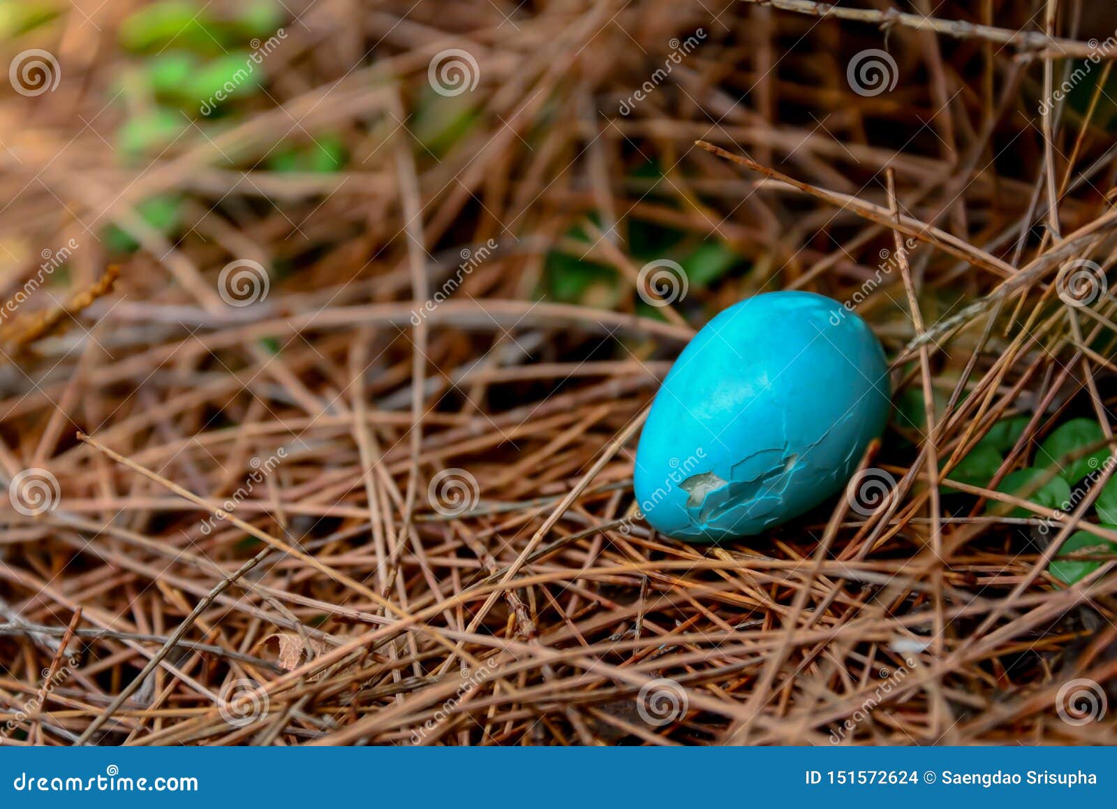 Jay Eggs Photos Free Royalty Free Stock Photos From Dreamstime