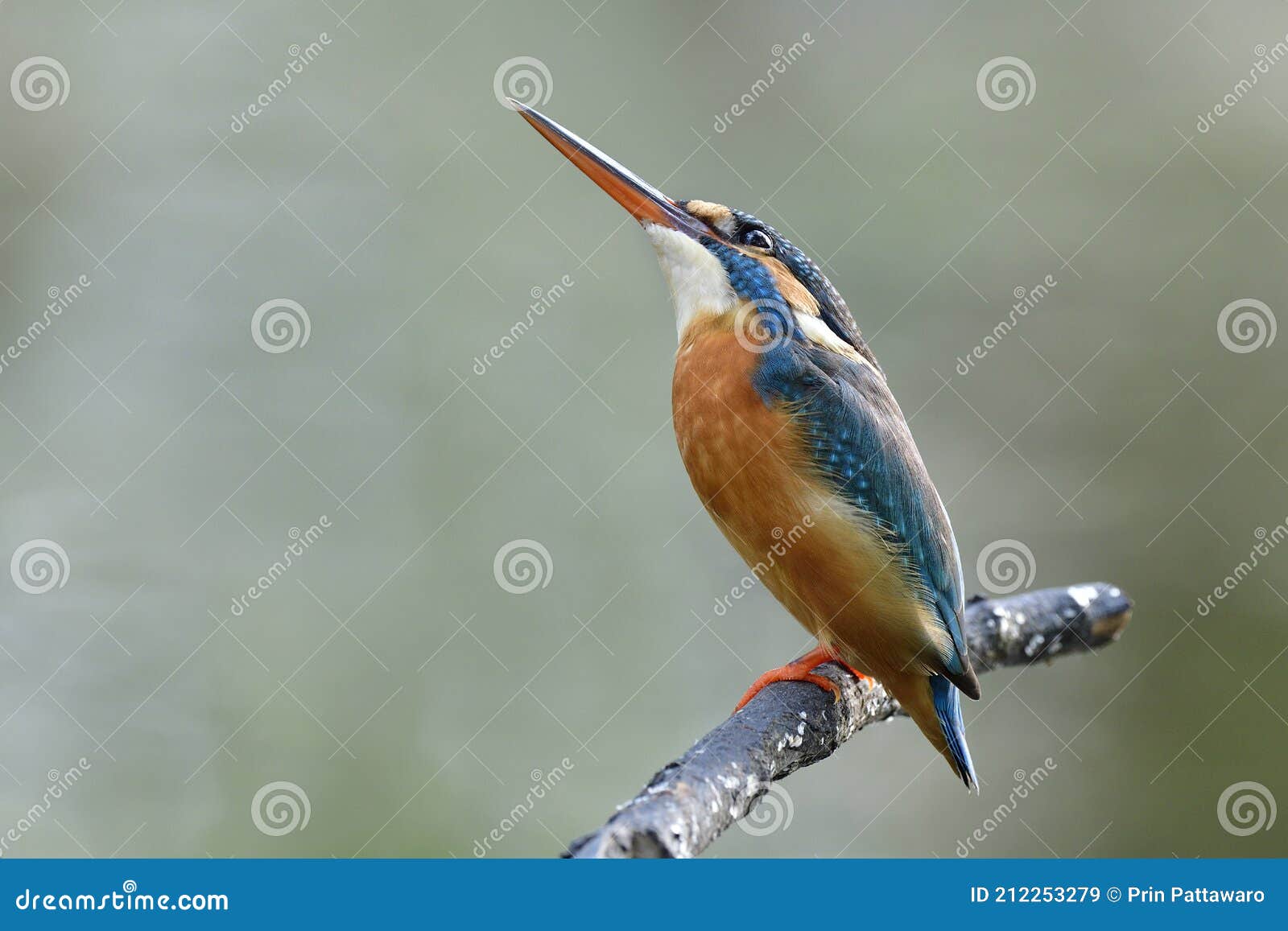 blue bird with orange belly and sharp beaks look up aove alerting to inading enemy bird and ready to fight back, common kingfisher