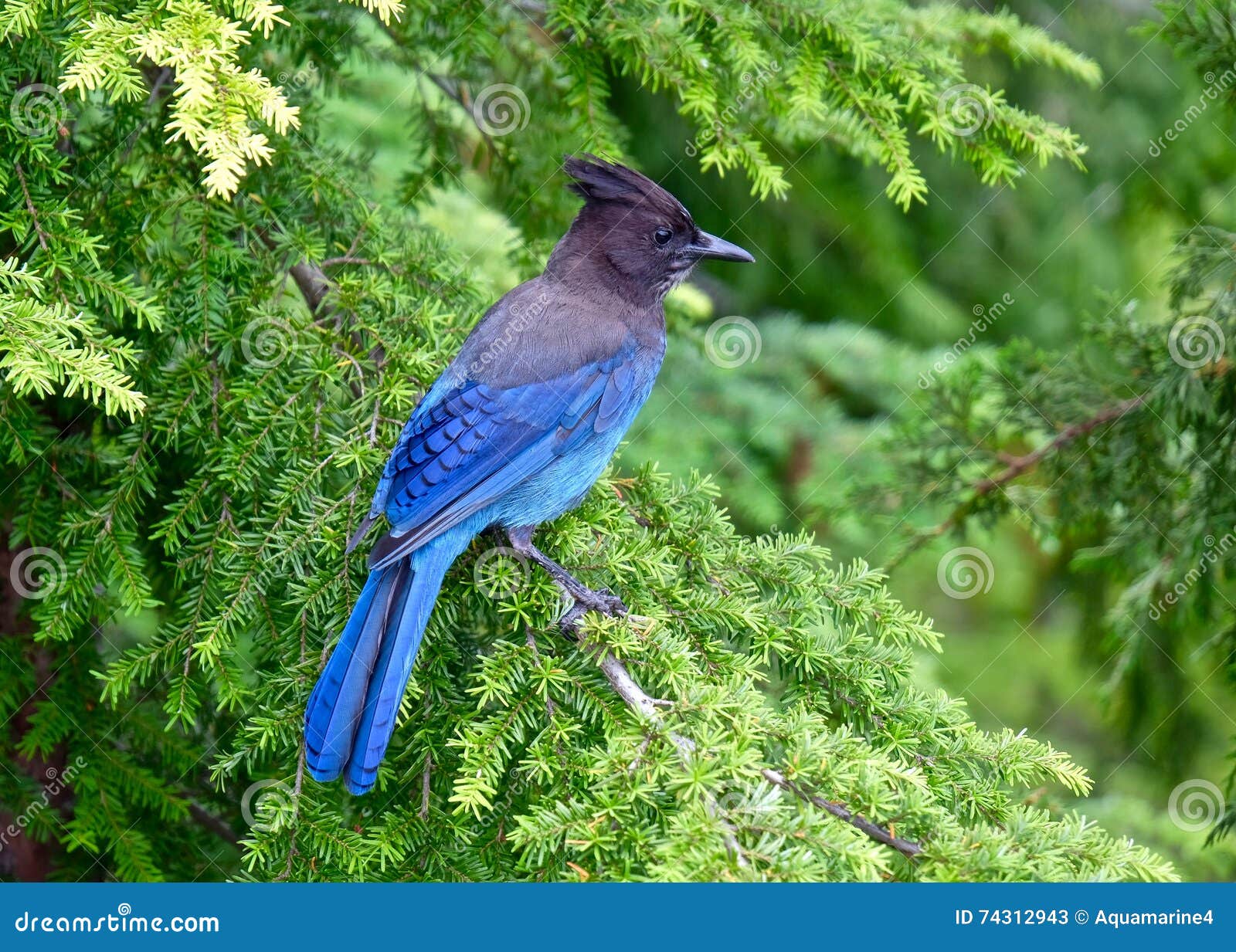 Blue bird in tree. stock image. Image of feathers, british - 74312943