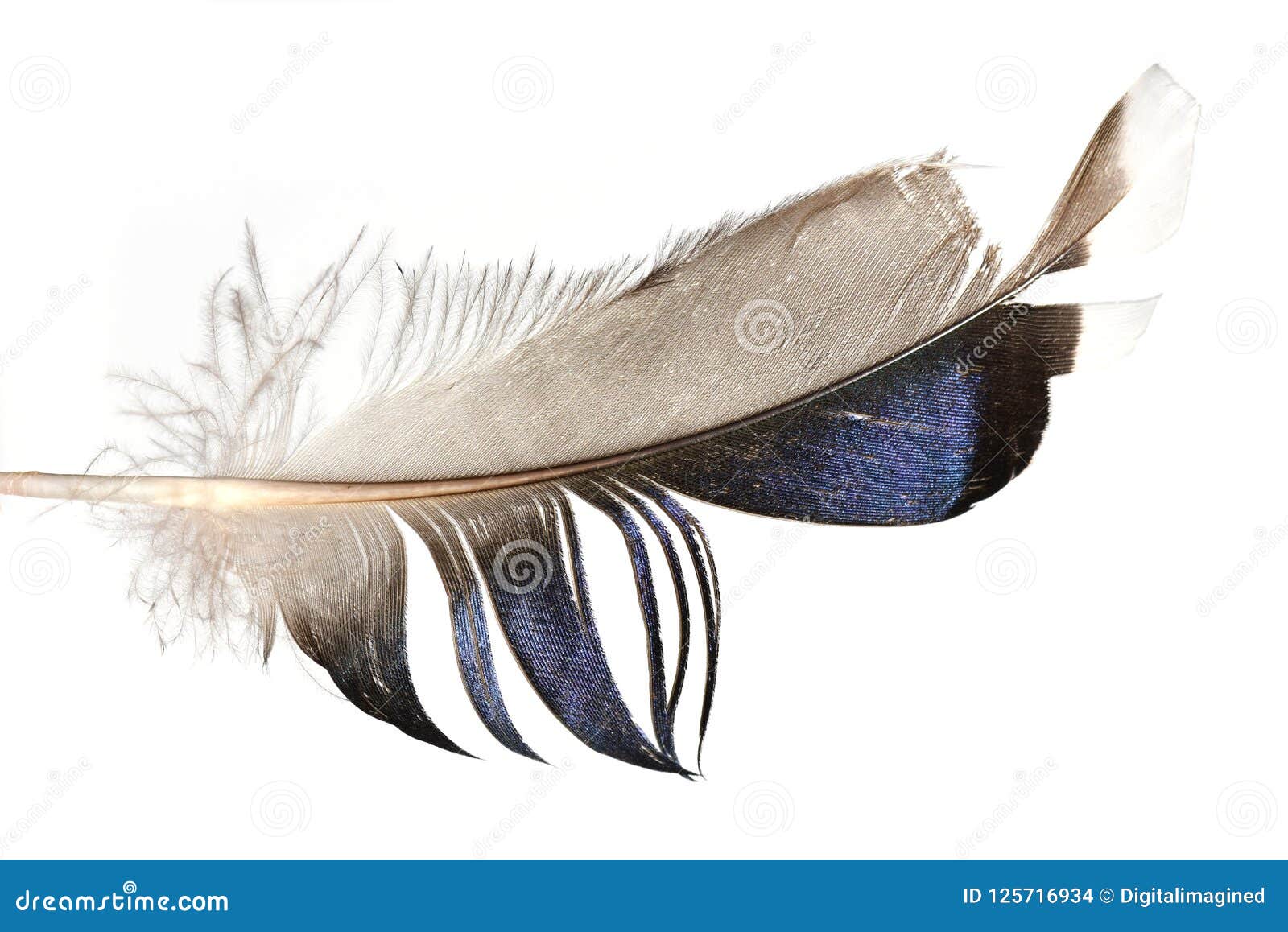 Blue Black Grey Magpie Feather Isolated Stock Photo - Image of soft