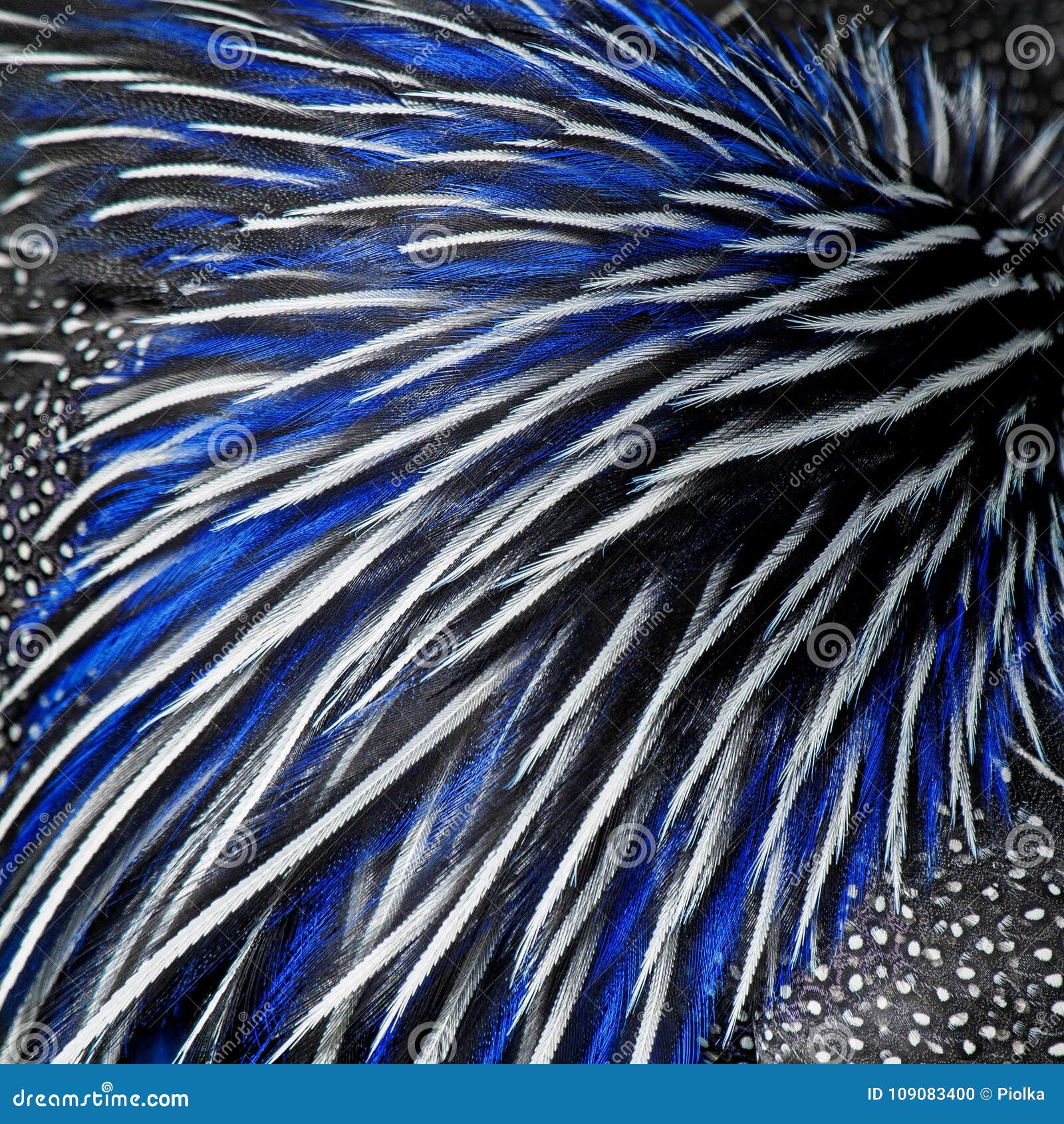 Beautiful White Feathers On Blue Background. Close-up. Toned. Free Image  and Photograph 199176834.