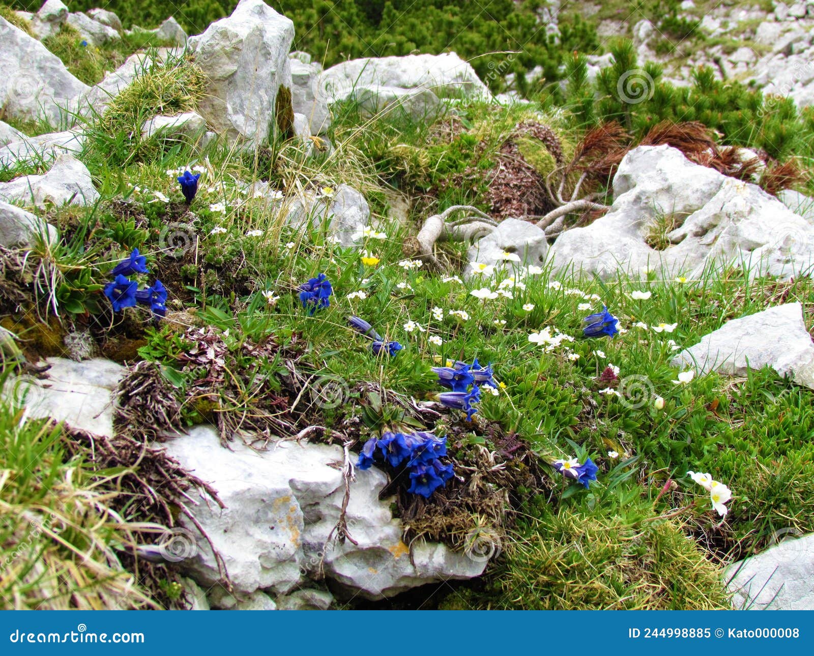 blue blooming clusius' gentian (gentiana clusii) and other white flowers