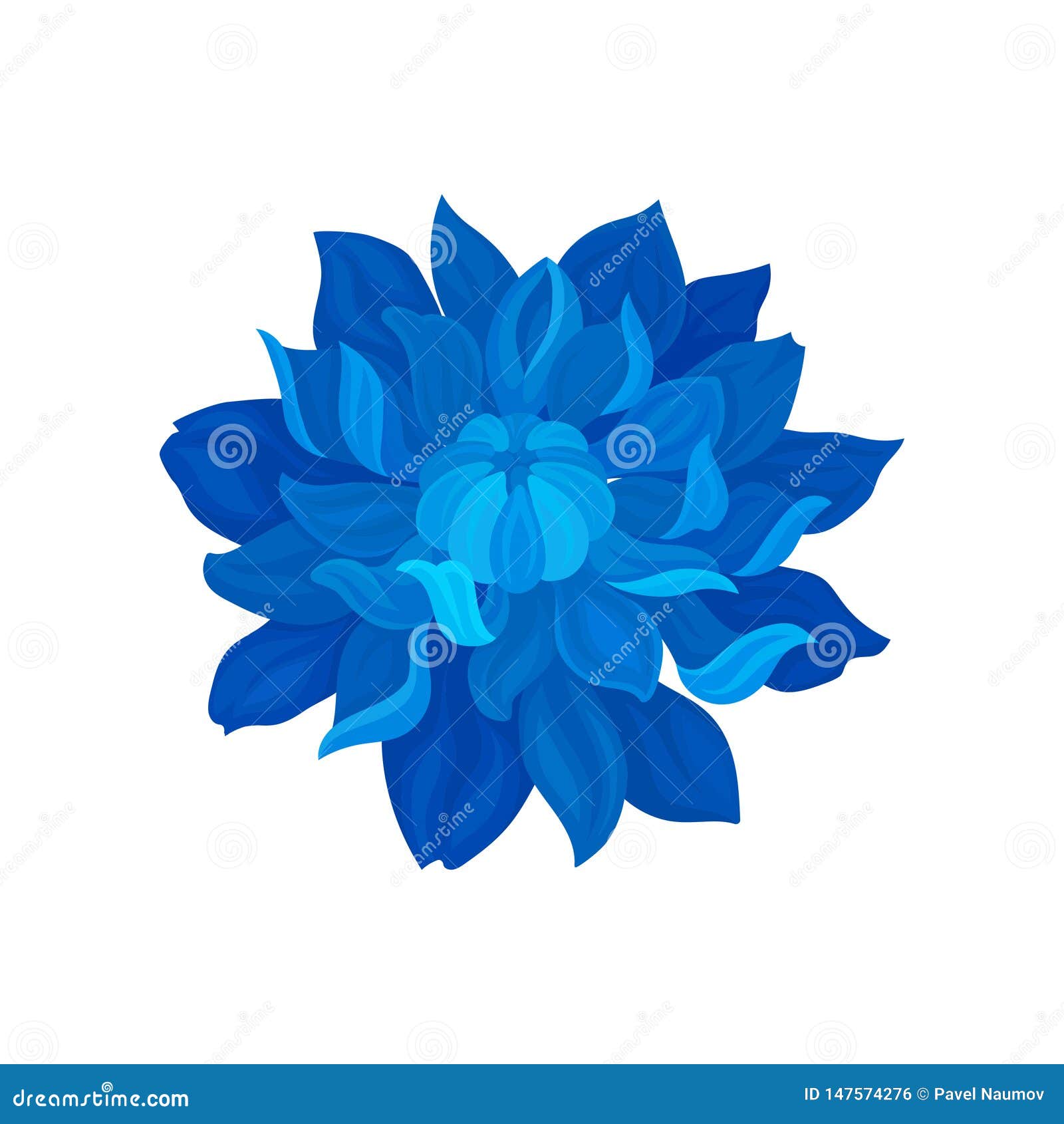 Blue blooming peony closeup. Vector illustration on white background. Blue blooming peony with a bud in the center close-up. Vector illustration on white background.