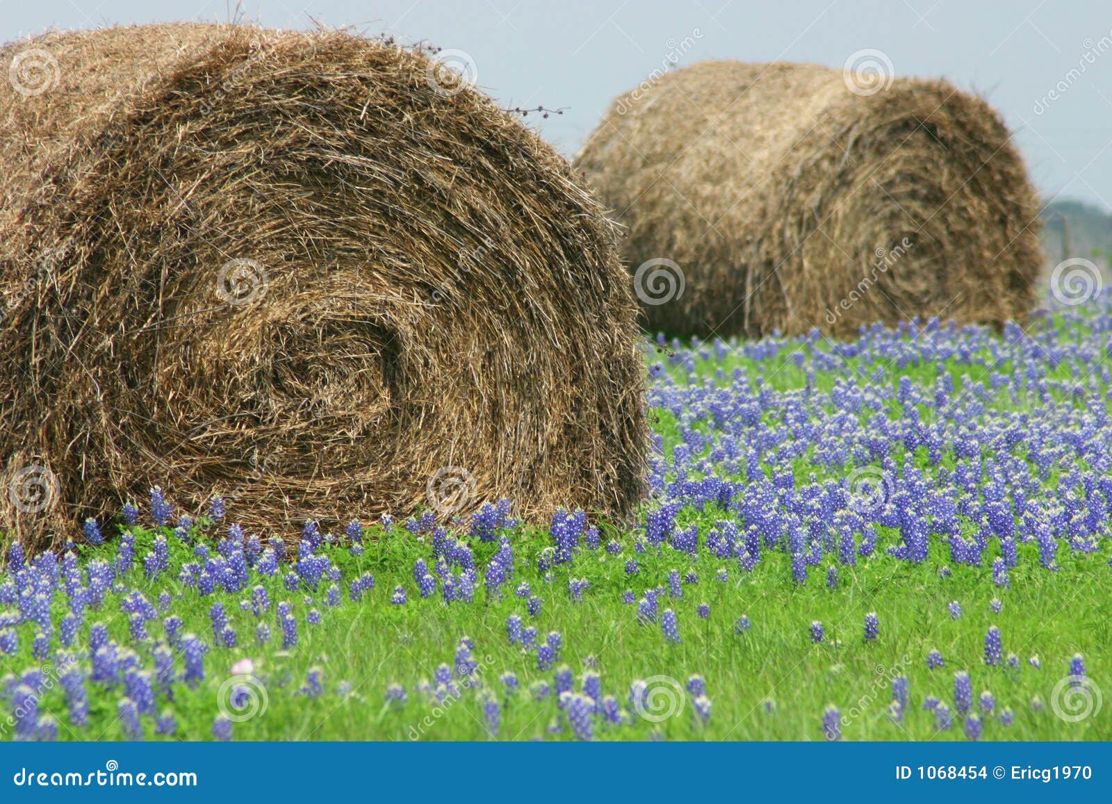 blue bonnets in the field