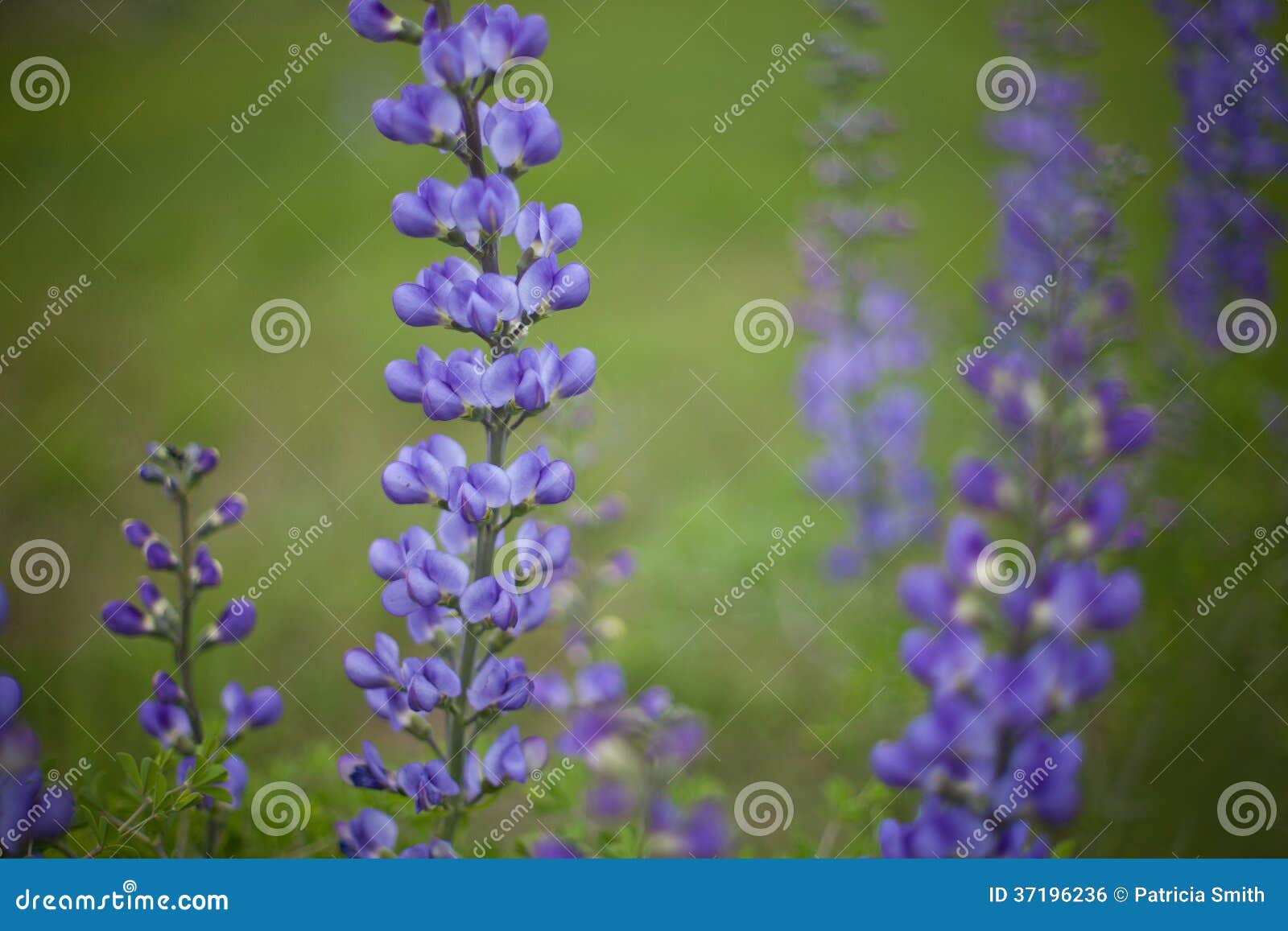 wild blue indigo wildflower