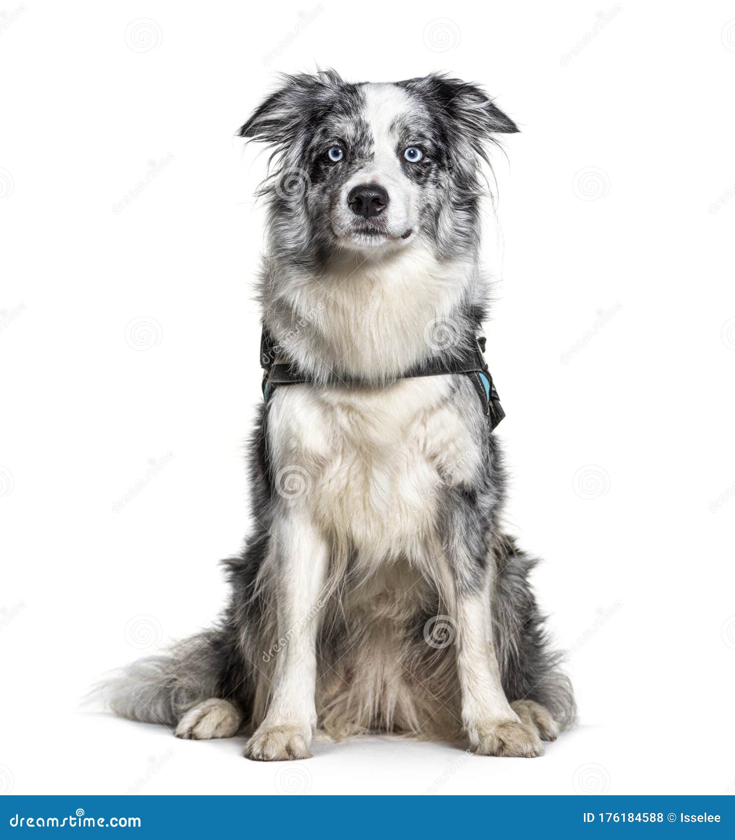 Blue Border Collie with Harness, Isolated Stock Photo Image of mammal, carnivore 176184588