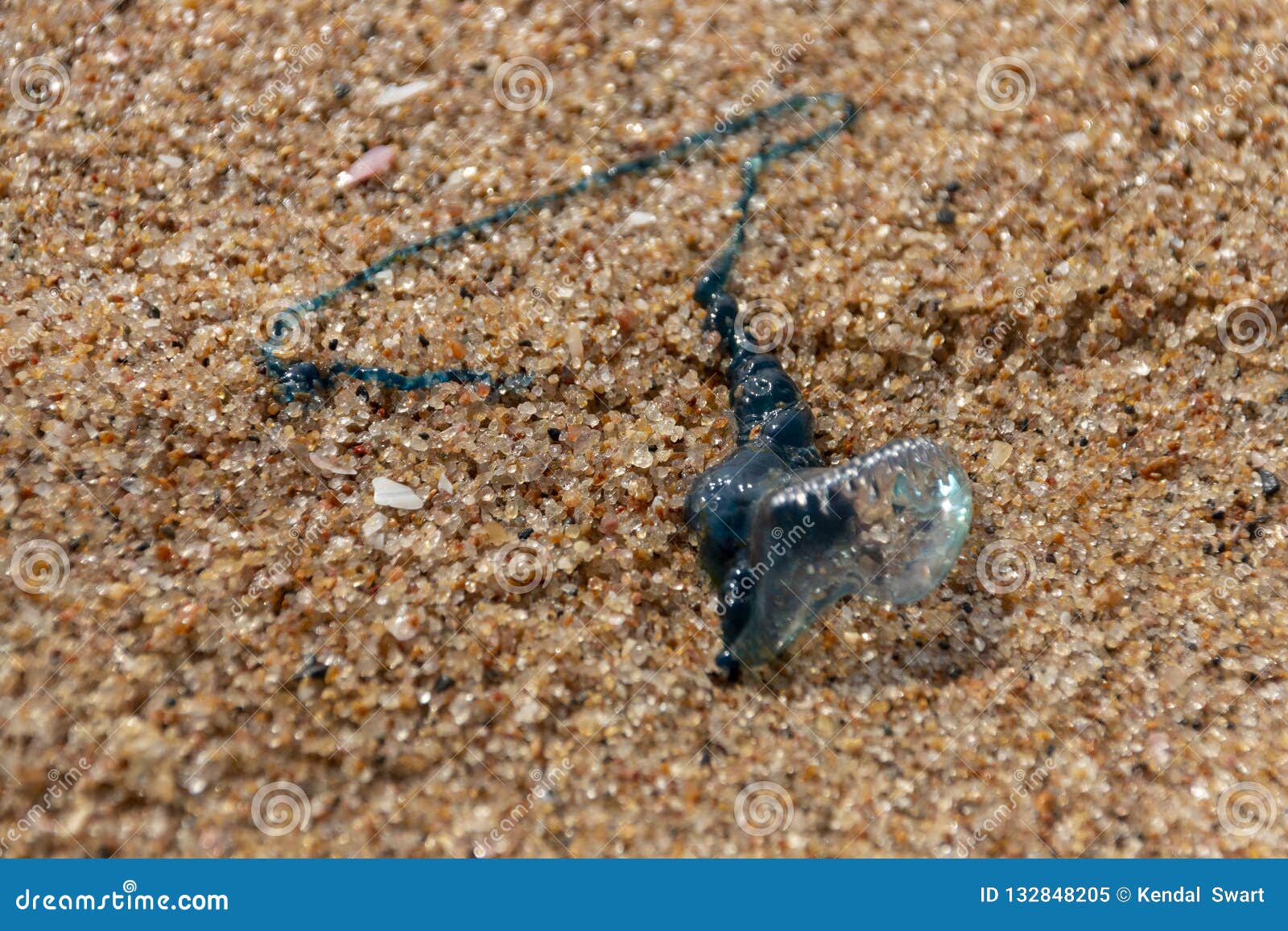 A Blue Bottle on the Beach stock image. Image of blue 132848205