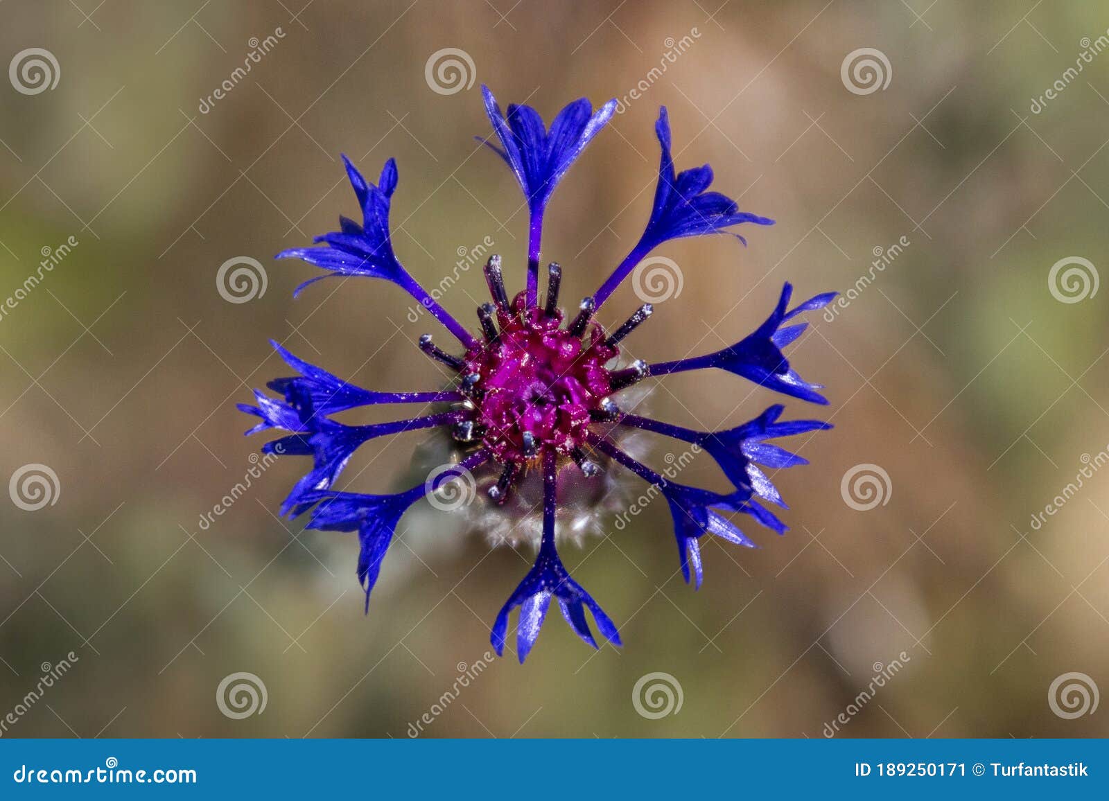 Blue bottle flower stock image. Image of natural, daisy 189250171