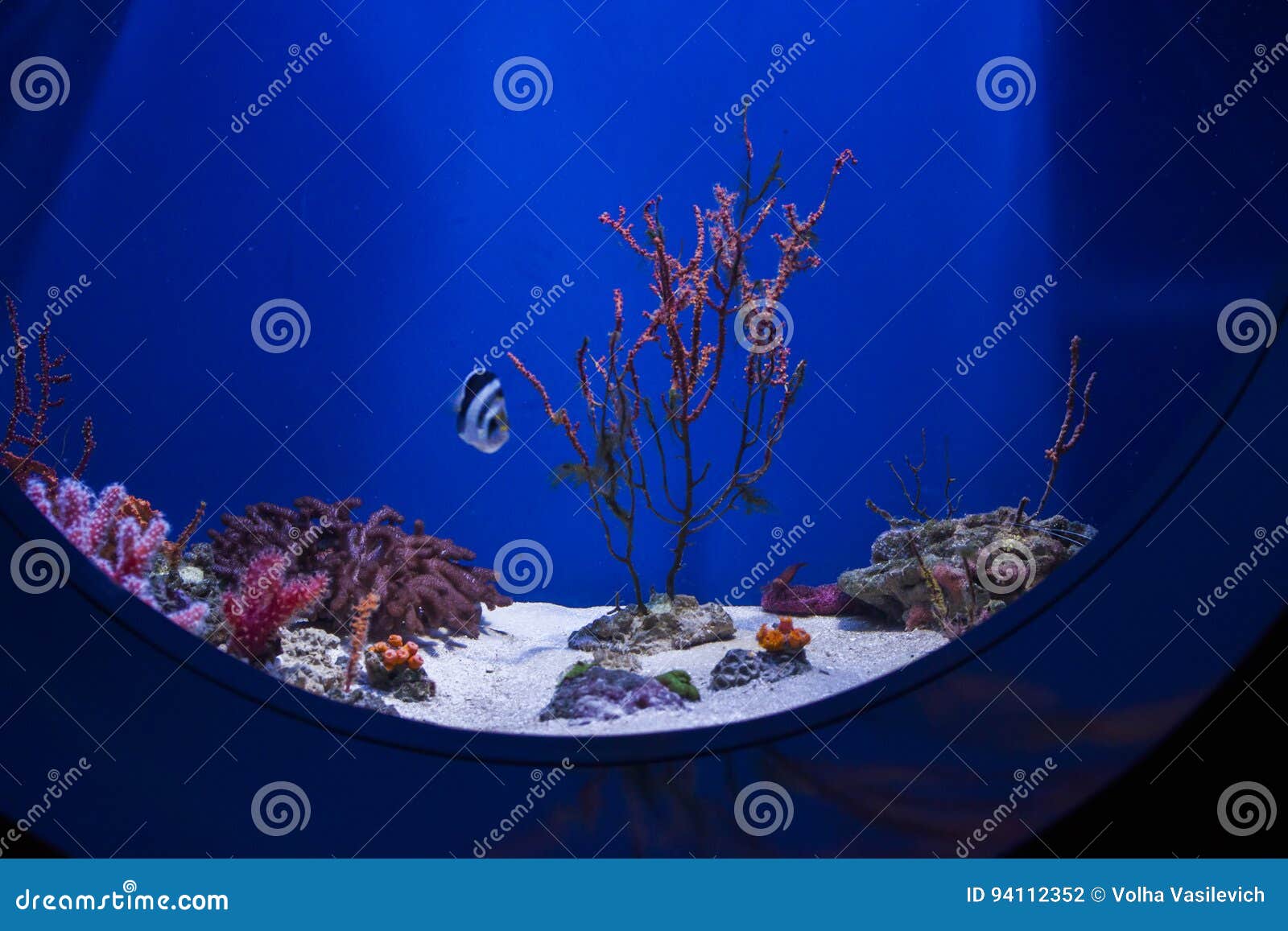 The Blue Bottom of the Aquarium with Corals, Algae, Fish and Scenery