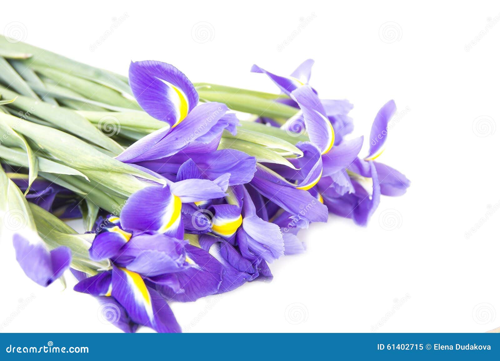 Blue bouquet of irises stock image. Image of beautiful 61402715