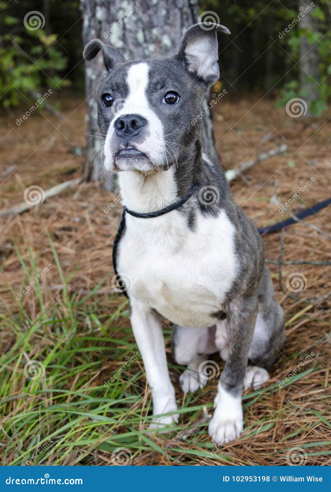 pitbull x boston terrier