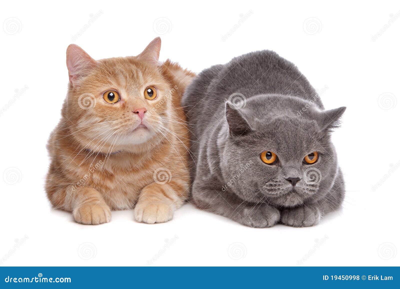 Blue British Shorthair And A Red Maine Coon Cat Stock Photo