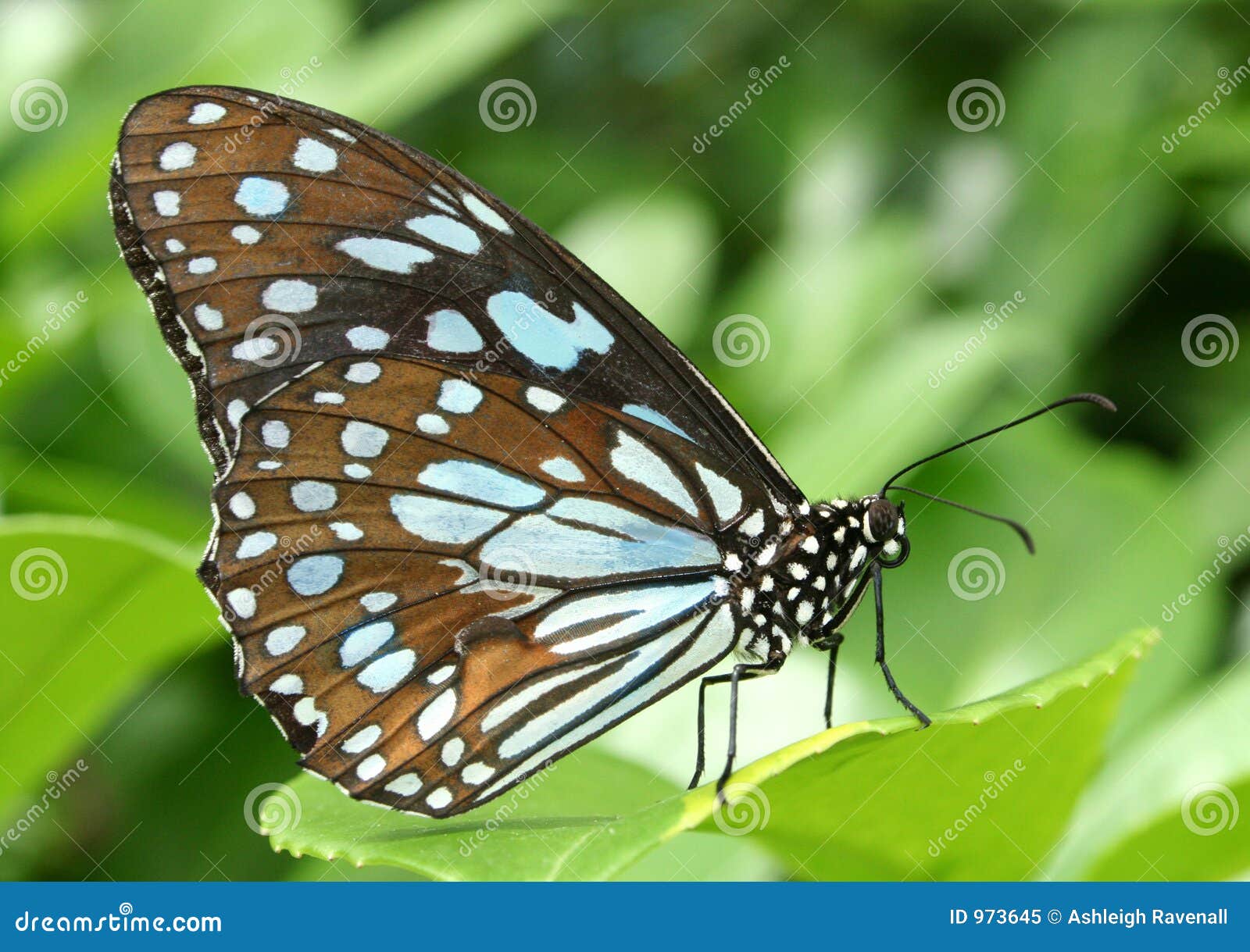 Blue and Brown Butterfly stock image. Image of butter, flying 973645
