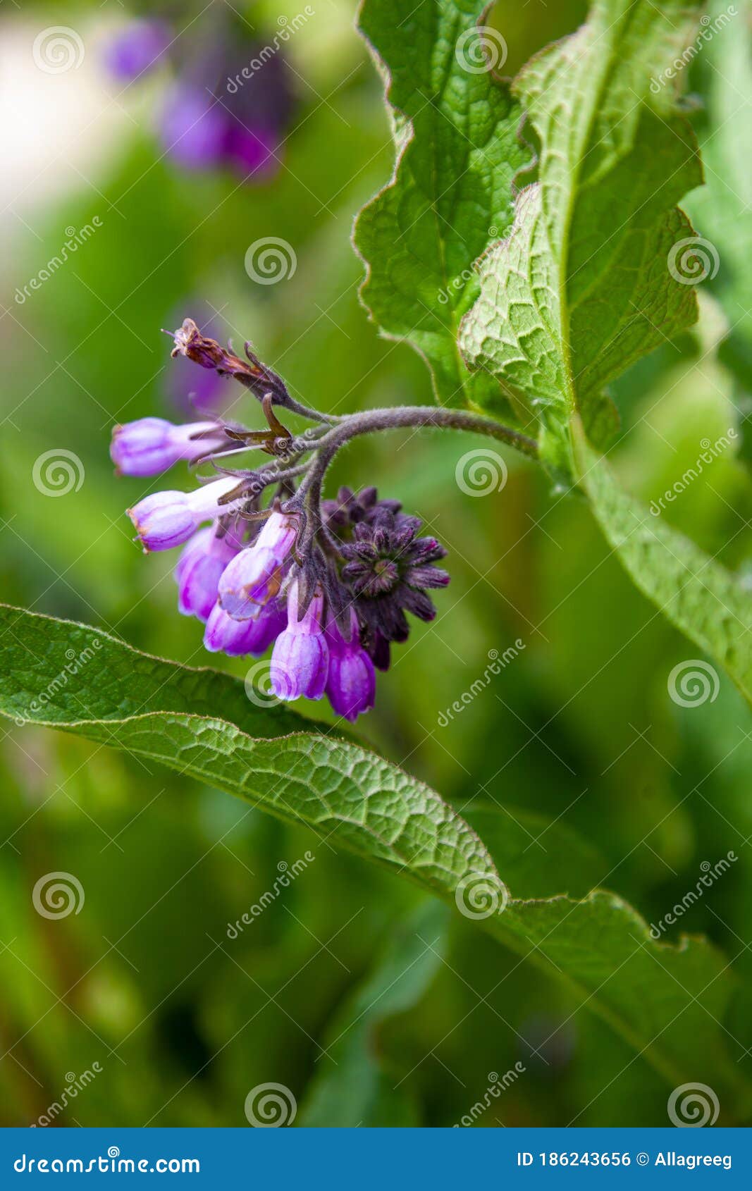 blue bud of a blue flower. medicinal plant larkweed comfrey lat. s mphytum is a genus of perennial forest herbaceous plants of the