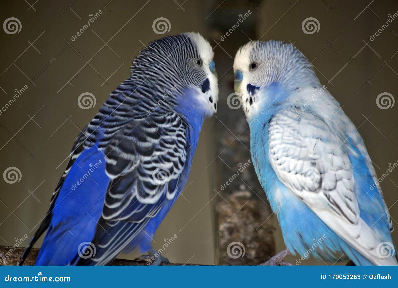 The Budgerigars are Perched on Tree Branch Stock Image Image of