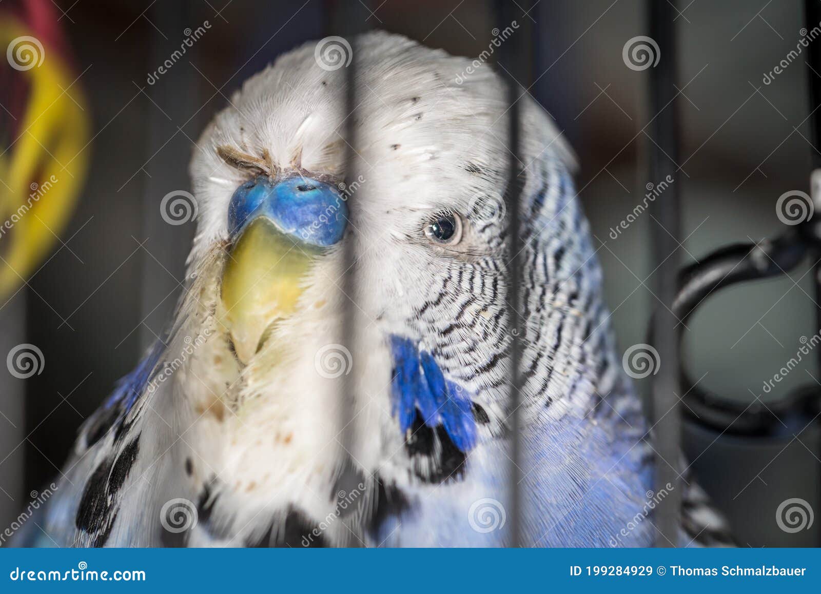 Budgie In His Cage Stock Photography 24920822