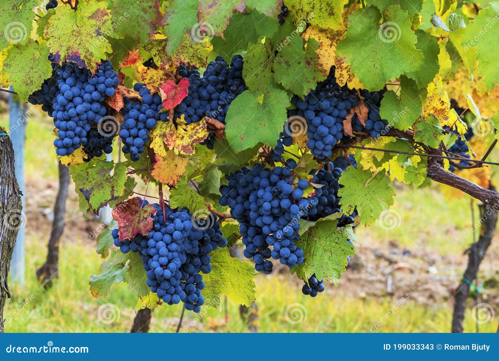 blue bunches of grapes hanging in a vineyard in the setting sun. the wine is ripe for harvest
