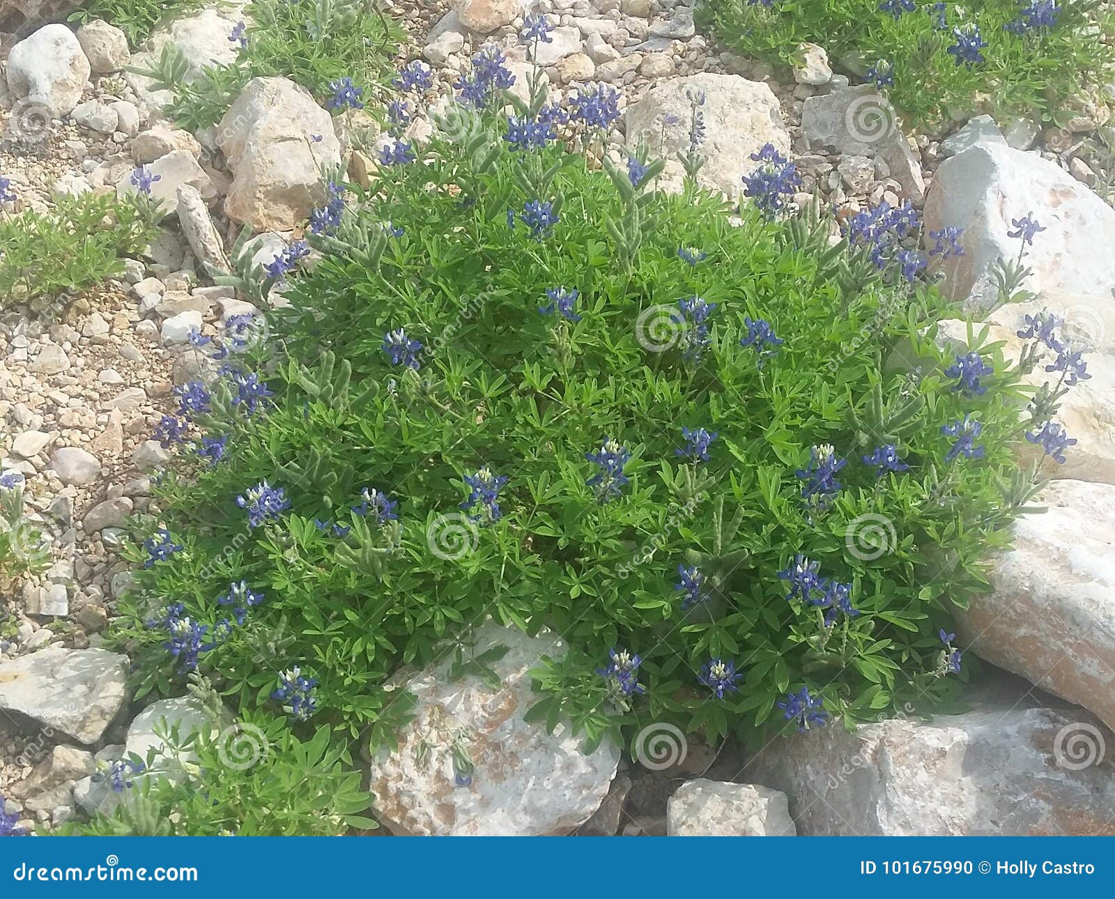 Blue Bush stock photo. Image of bush, blue, purgatory 101675990