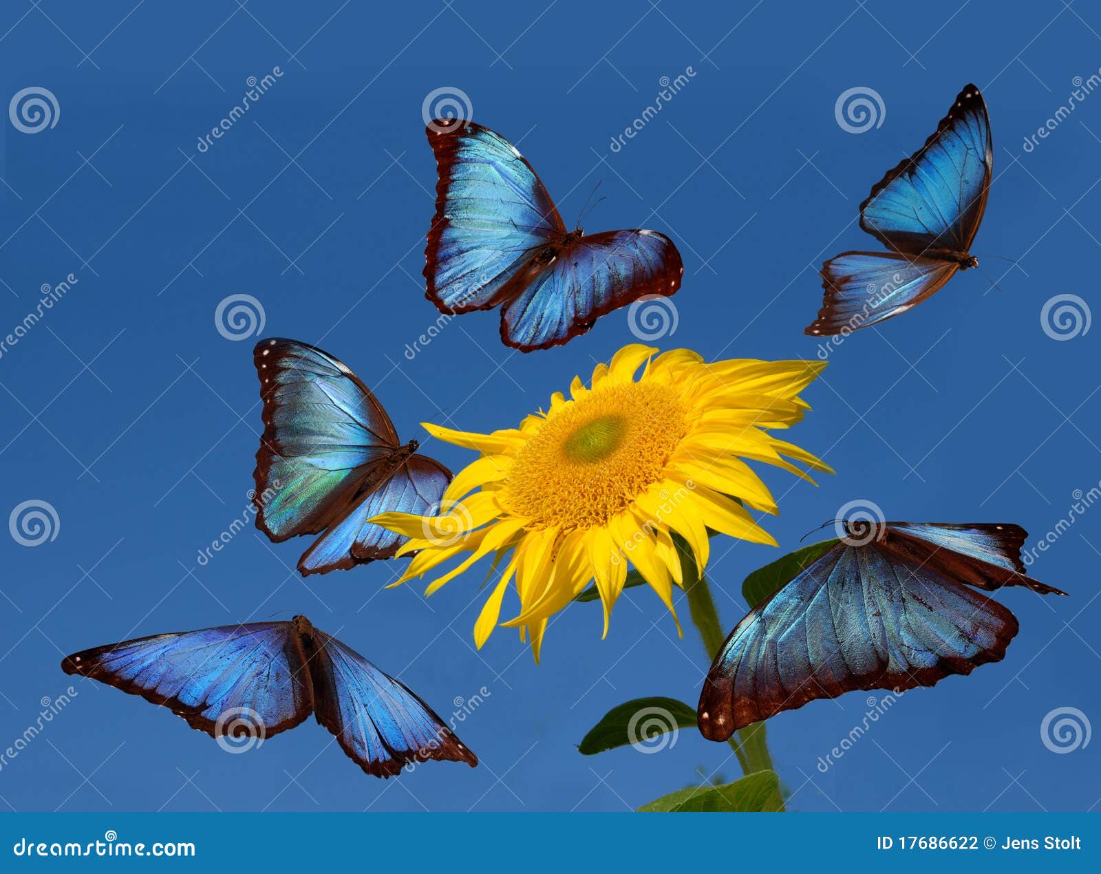 Blue butterflies dancing stock photo. Image of floral 17686622