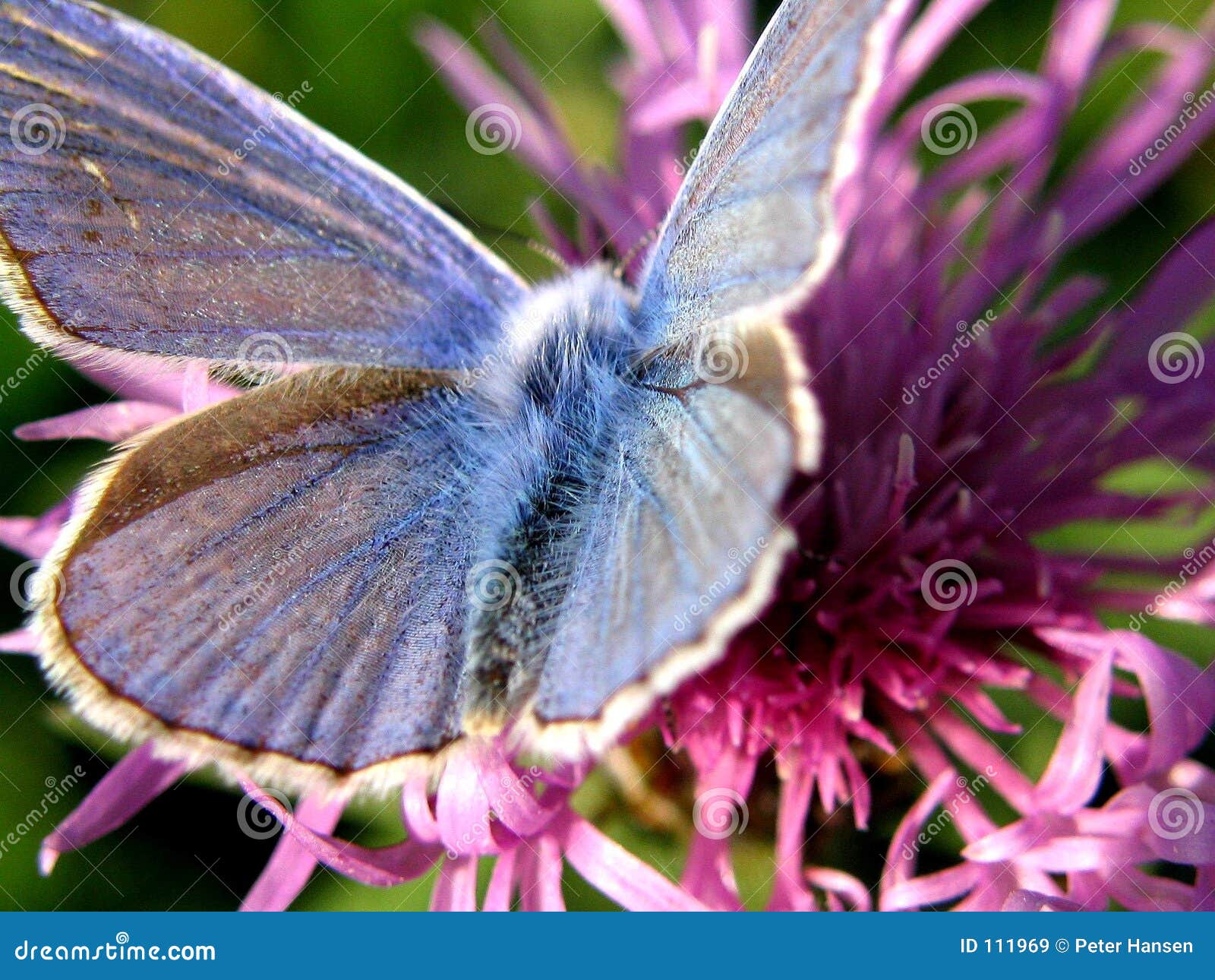 blue butterfly 1