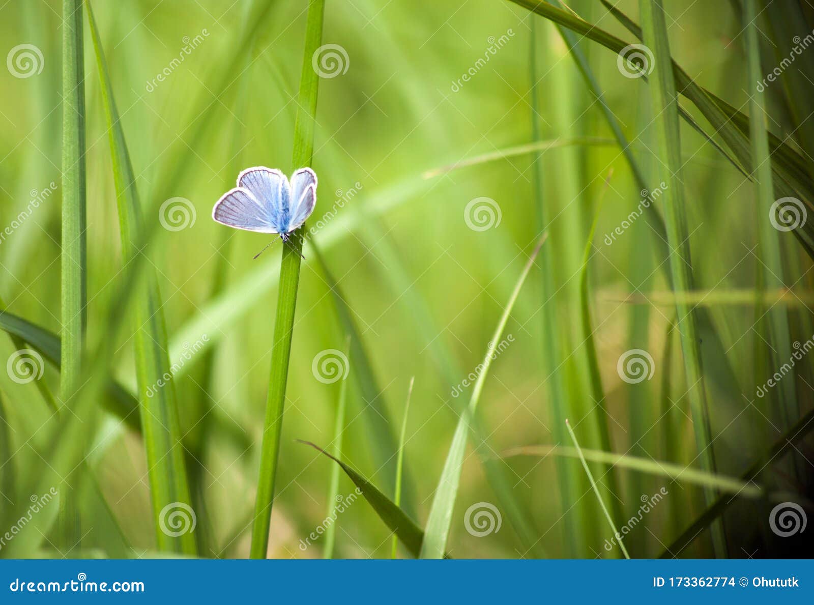 blue butterfly - cupido minimus on a green grass. blue butterfly on blurred background. summer time wallpaper