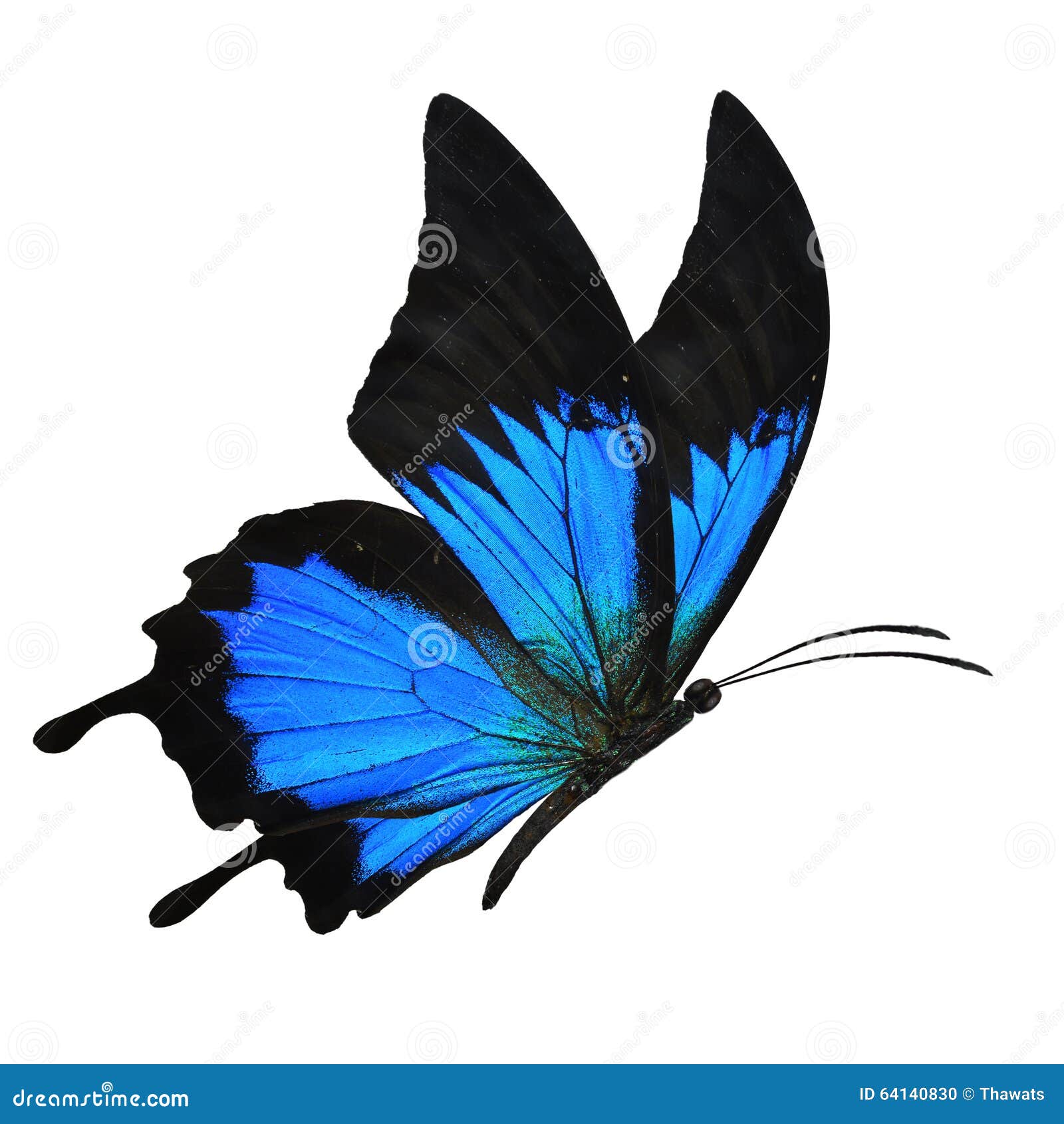 blue butterfly flying