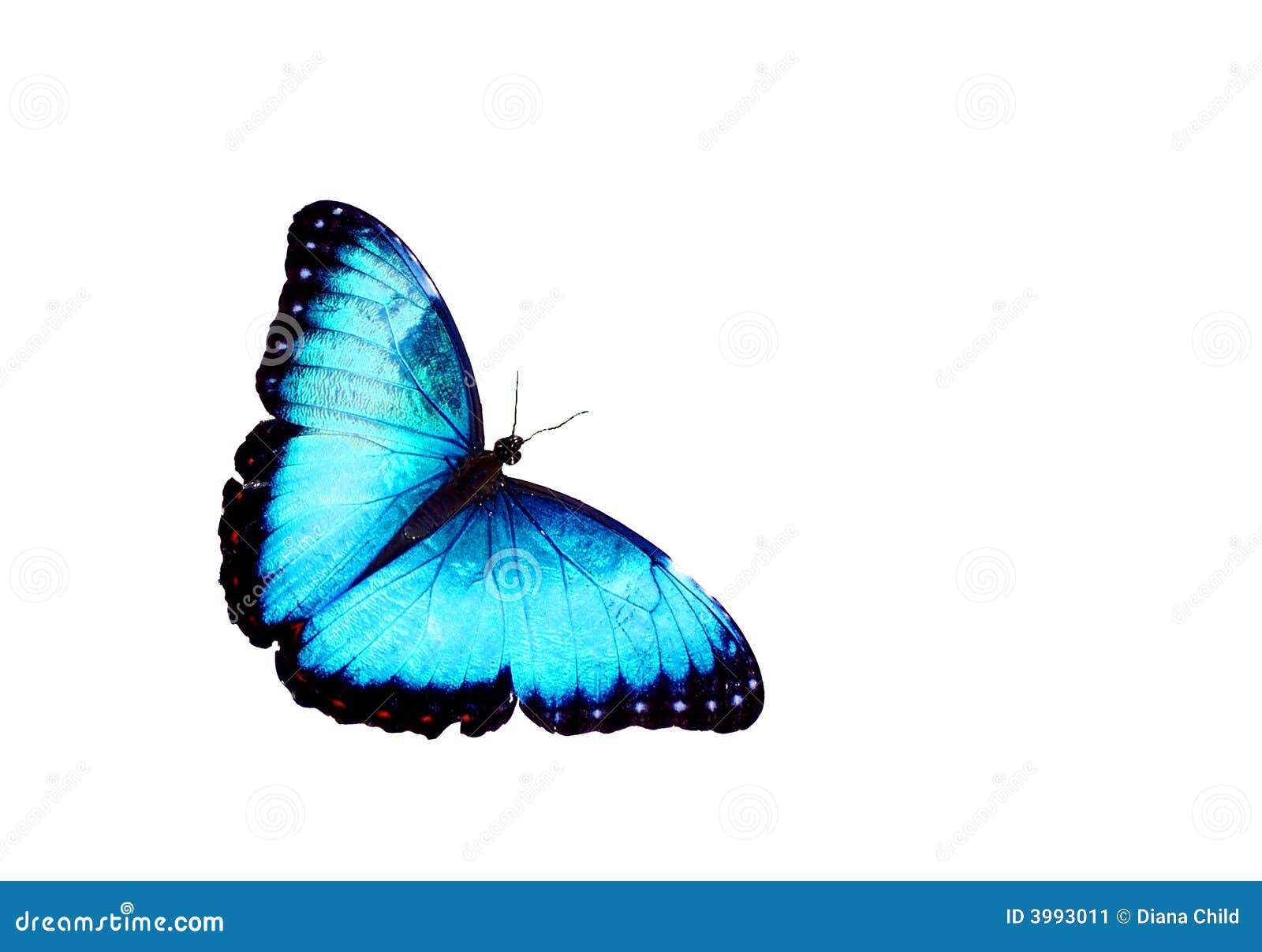 Blue butterfly isolated stock image. Image of magnificent  3993011