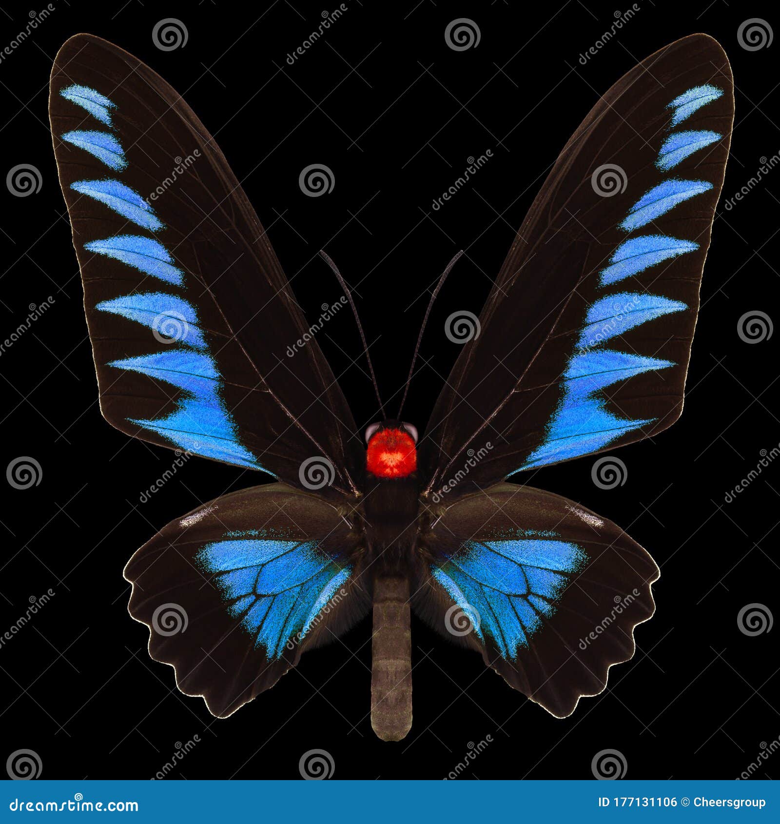 Blue Butterfly Isolated on a Black Background Stock Photo Image of