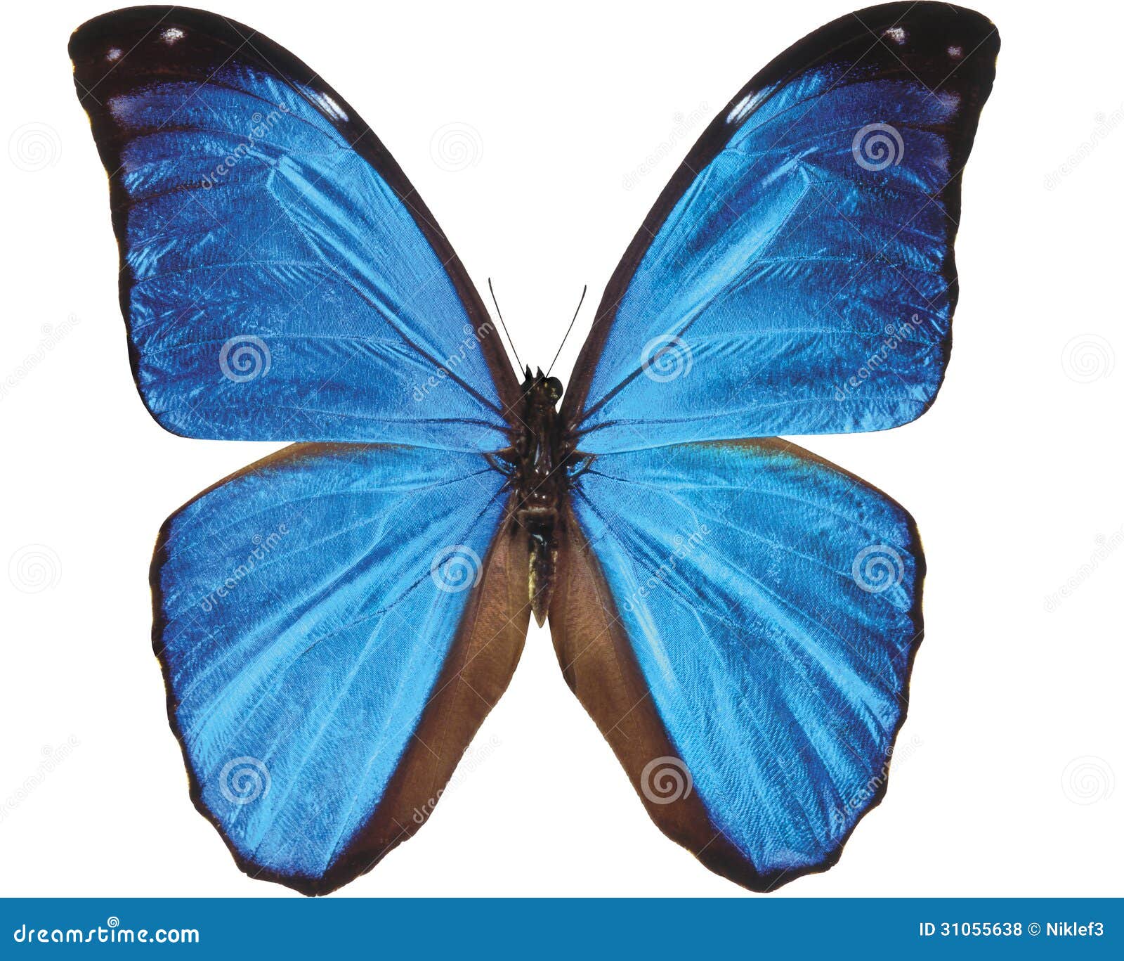 Blue Butterfly In Flight Images – Browse 167,964 Stock Photos, Vectors, and  Video