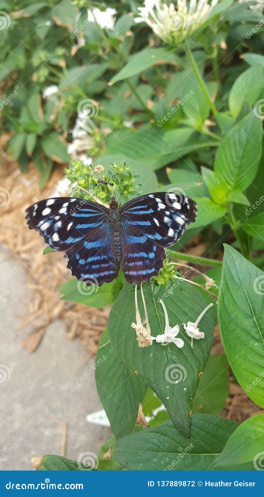 Blue butterfly stock photo. Image of butterfly, ohio 137889872
