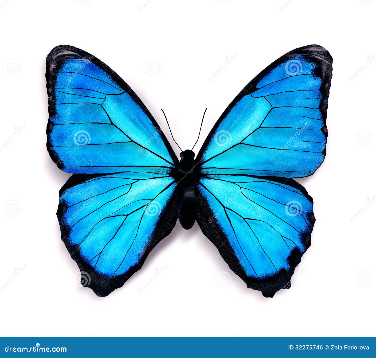 Blue butterfly